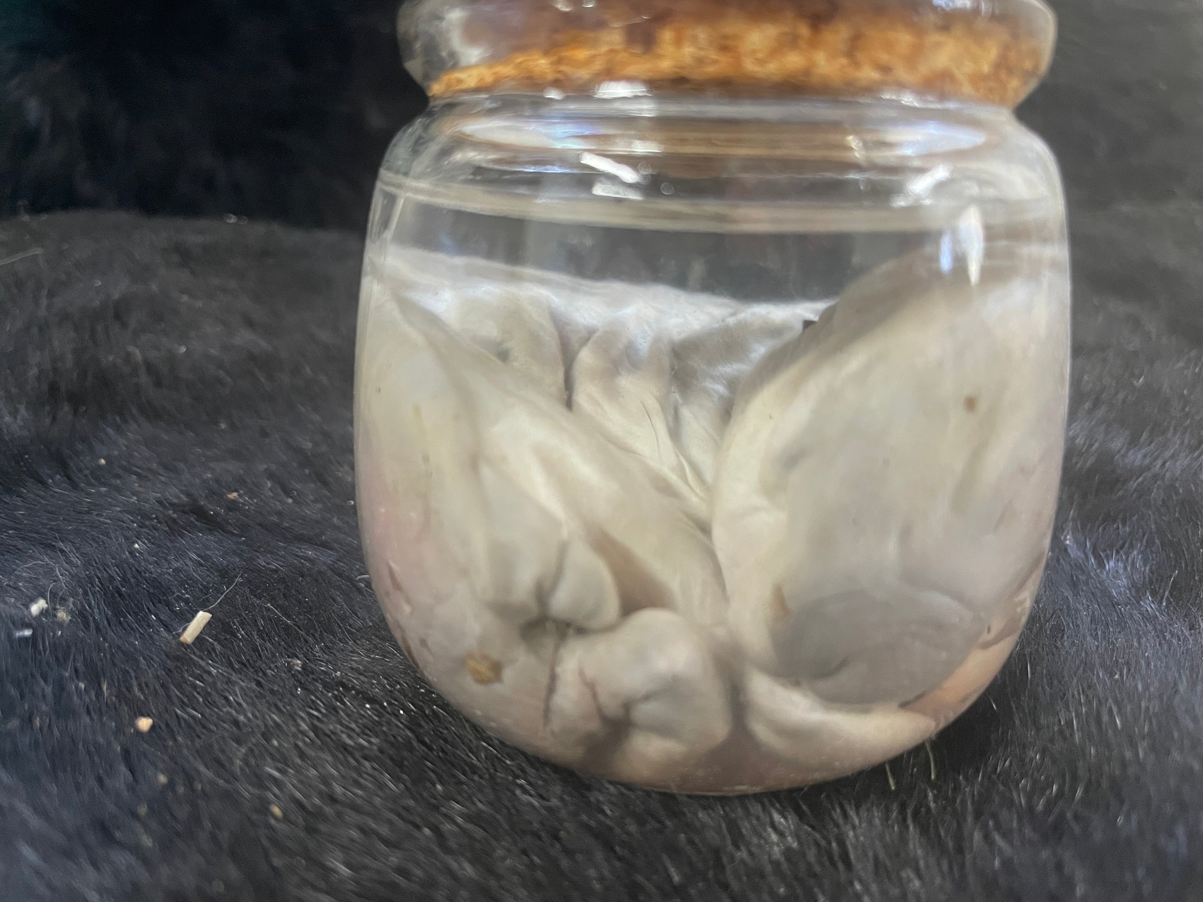 Holland Lop Wet Spec #2