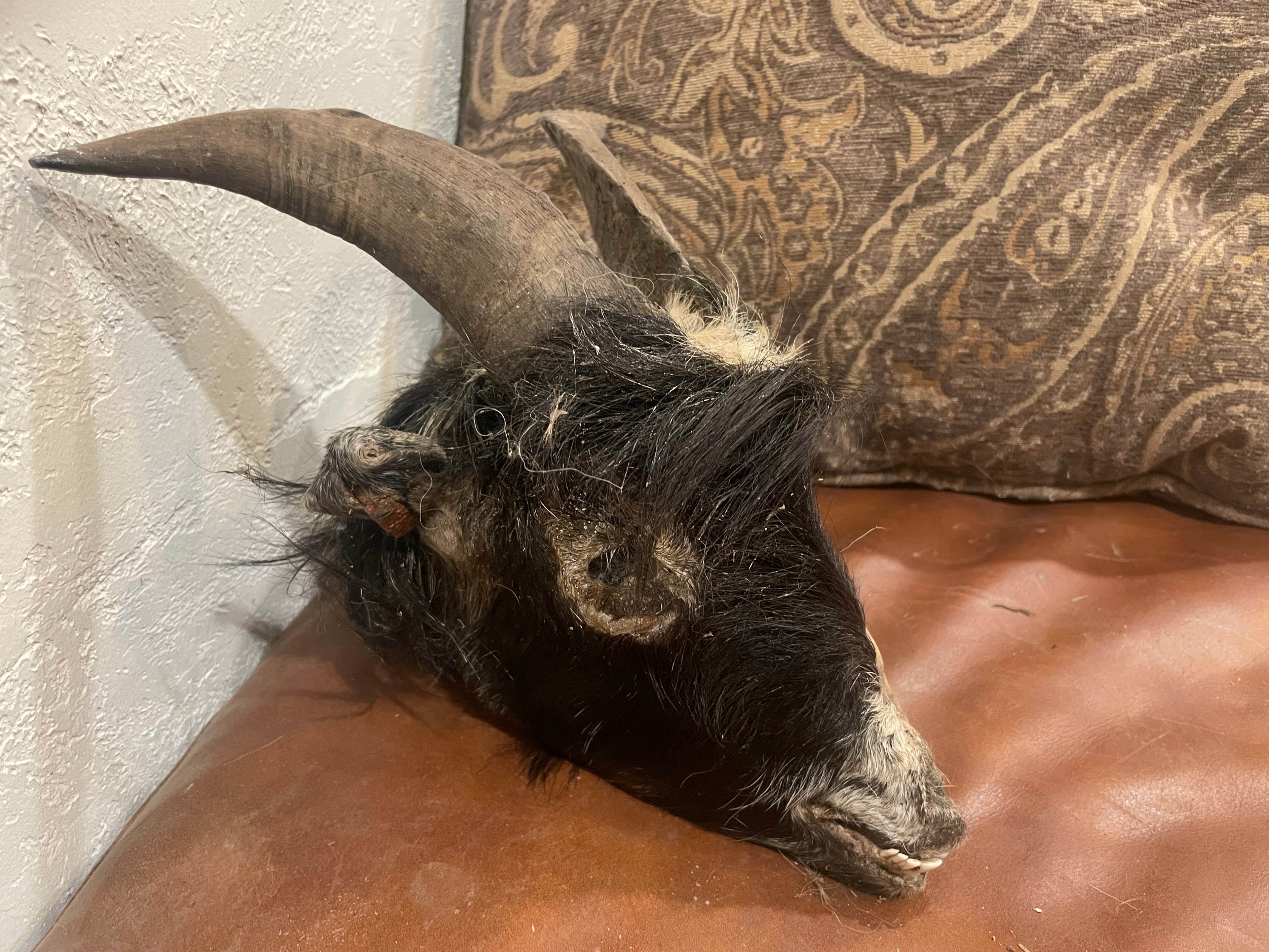 Mummified Goat Head