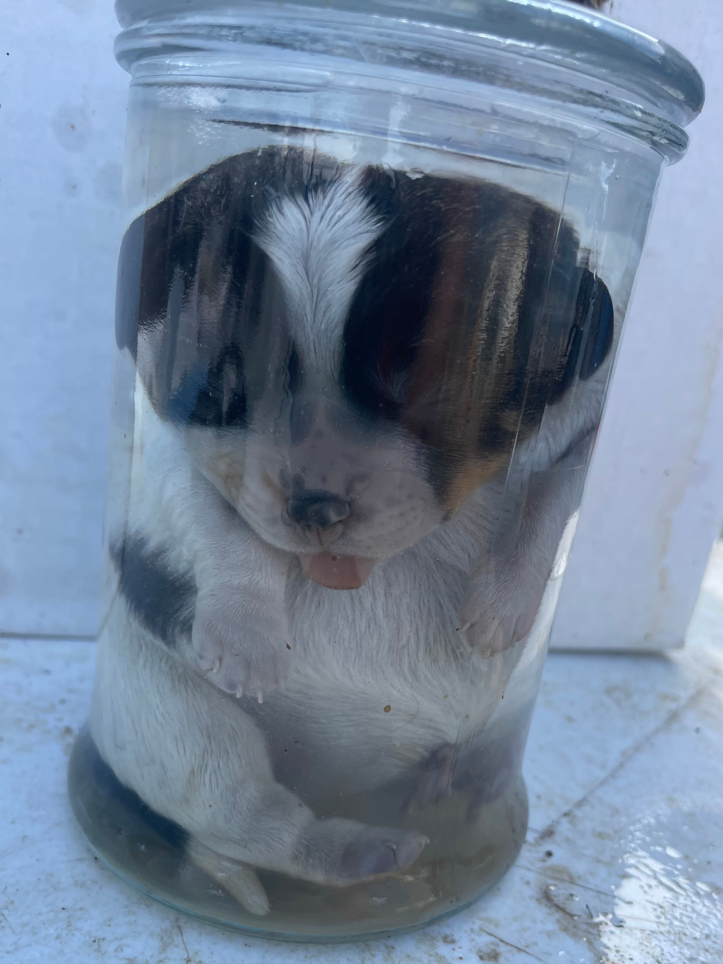 **Rare Breed*** Petit Basset Griffon Vindeen Puppy