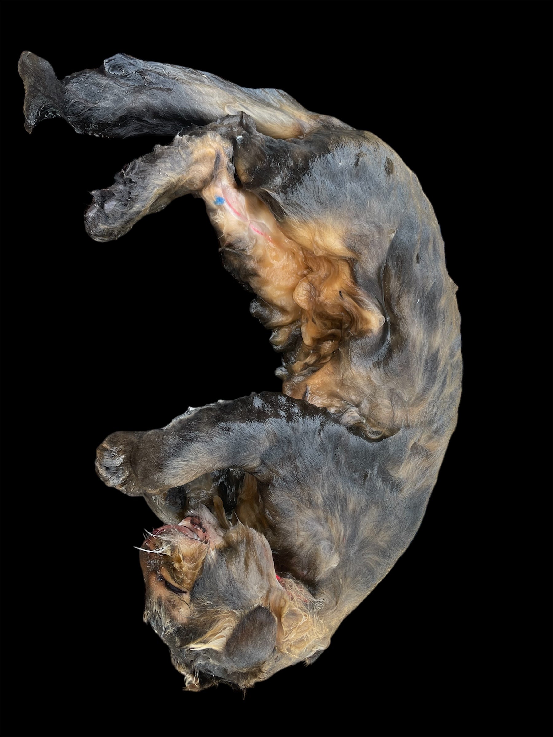 Adult Long Hair Cat Wet Specimen