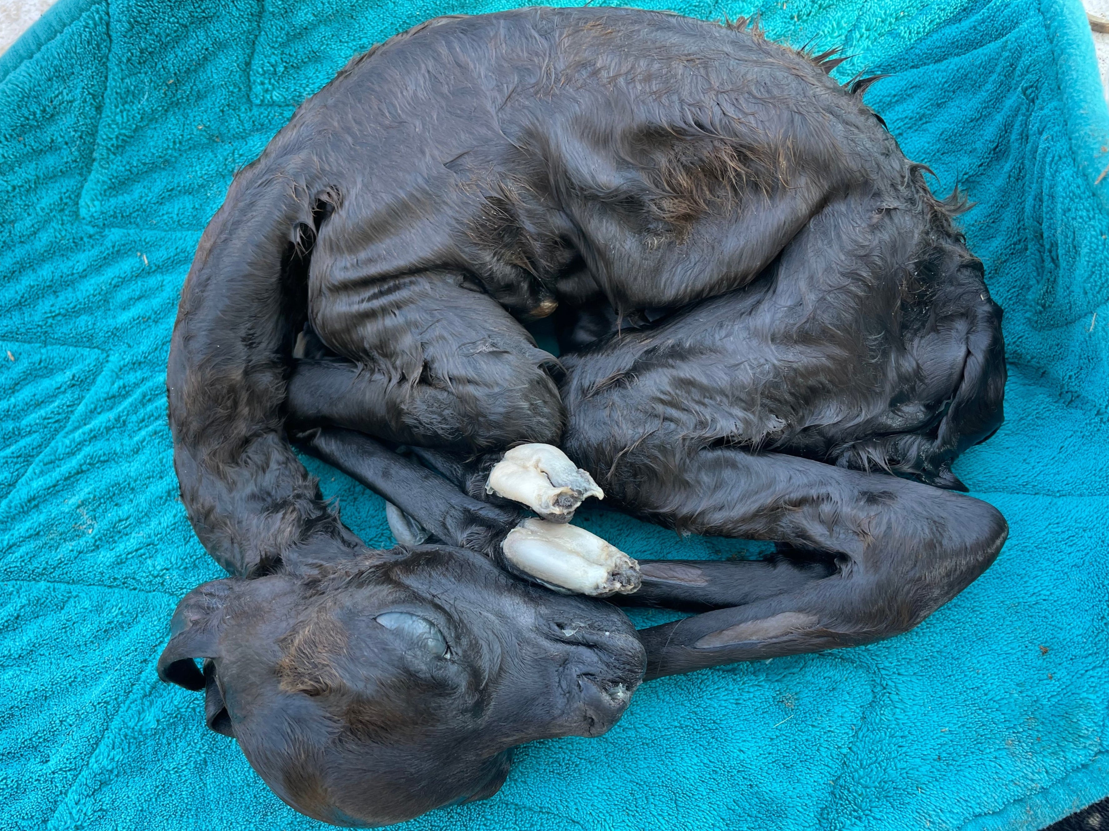 ***Very Rare***Baby Alpaca Cria Wet Specimen