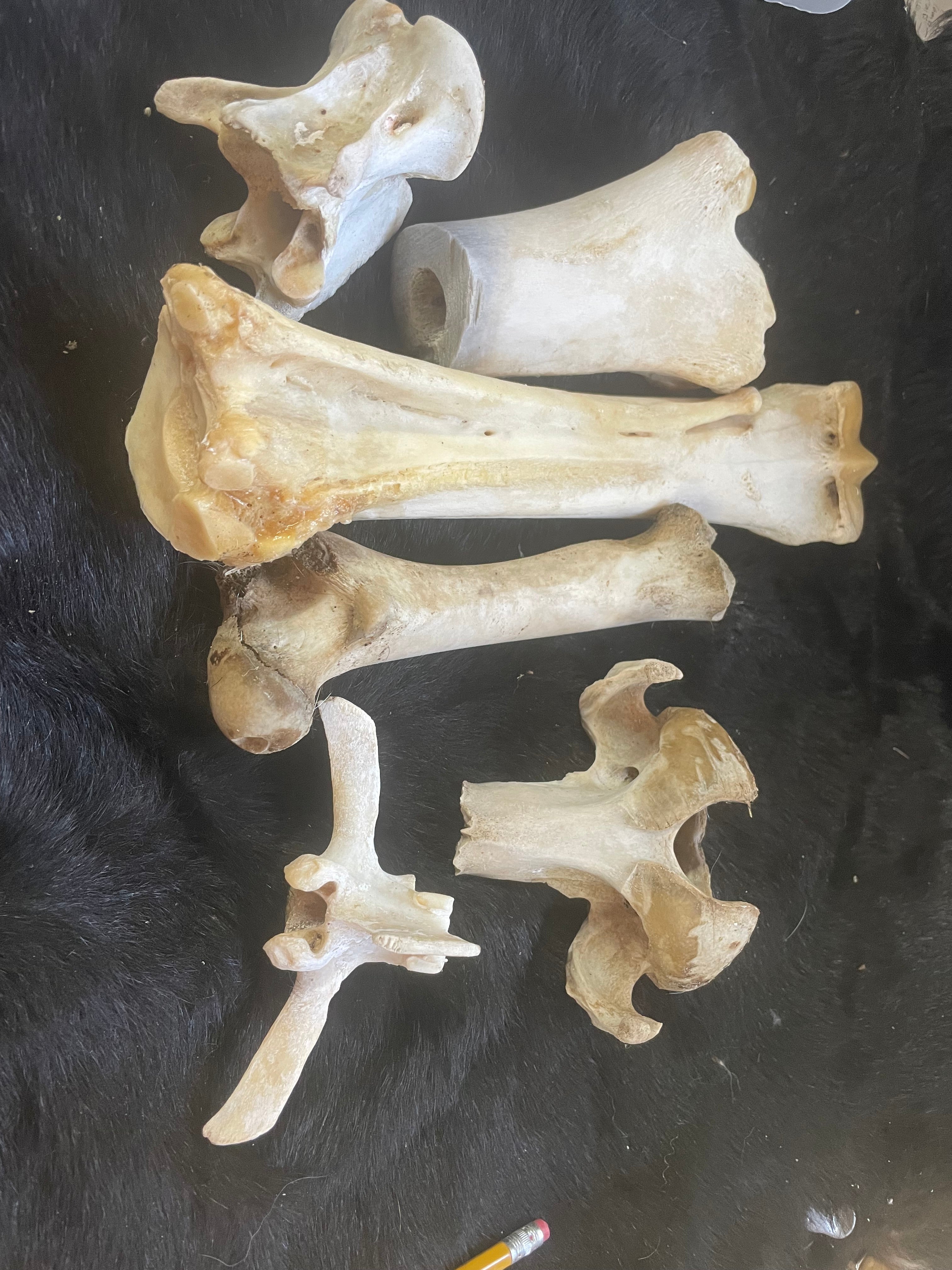 Misc Bone Lot 3