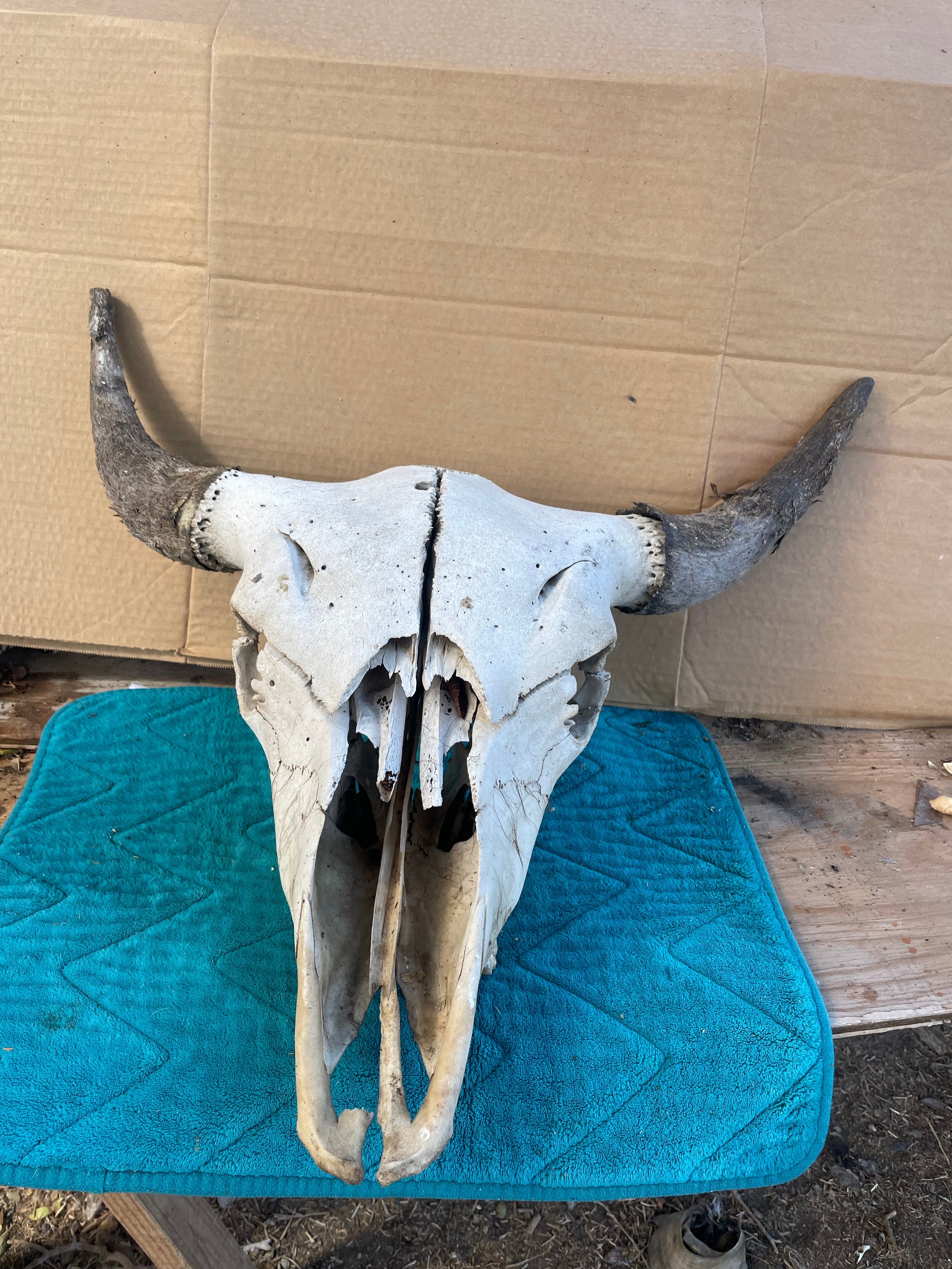 Bison Skull