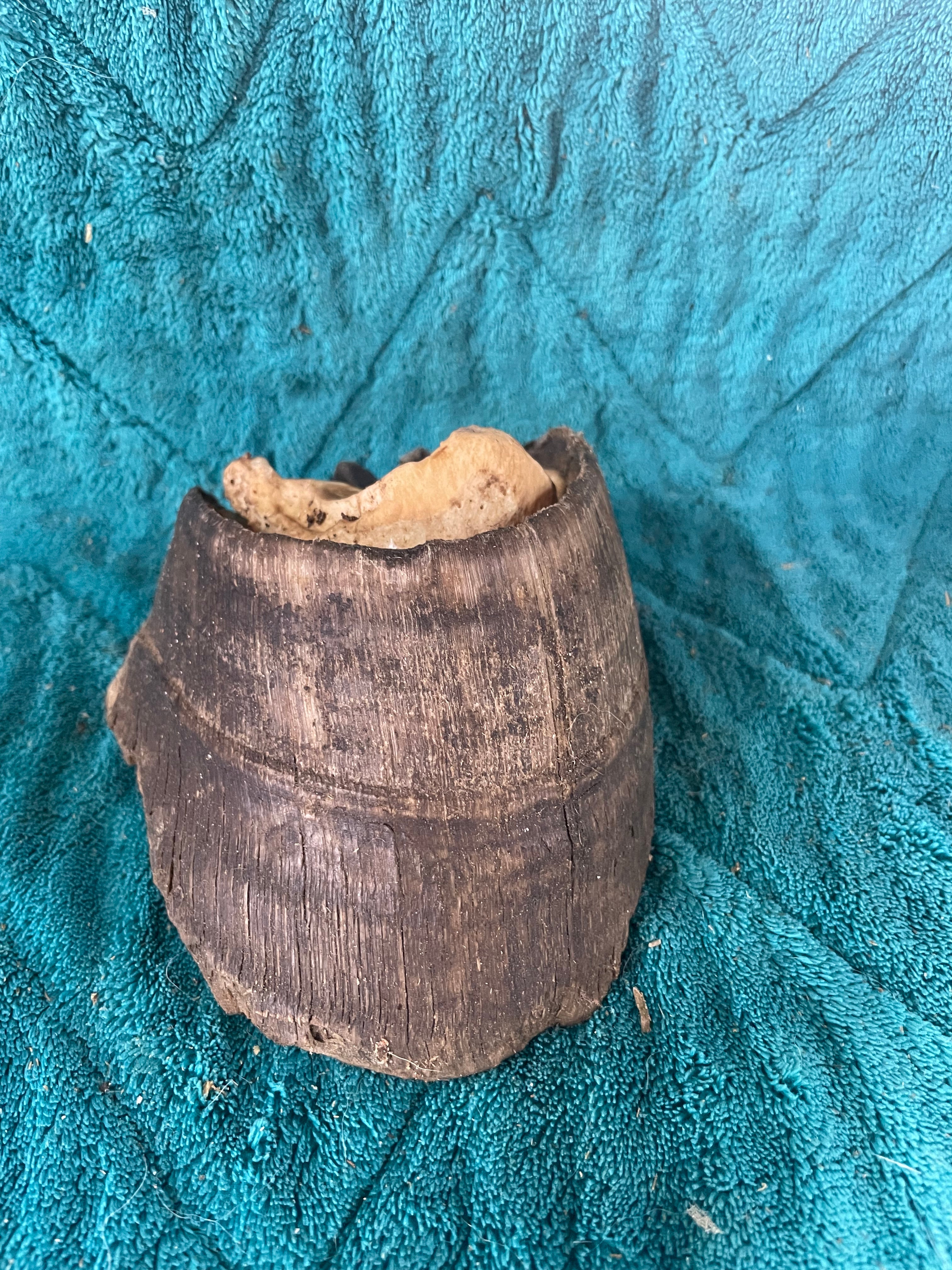 Horse Hoof