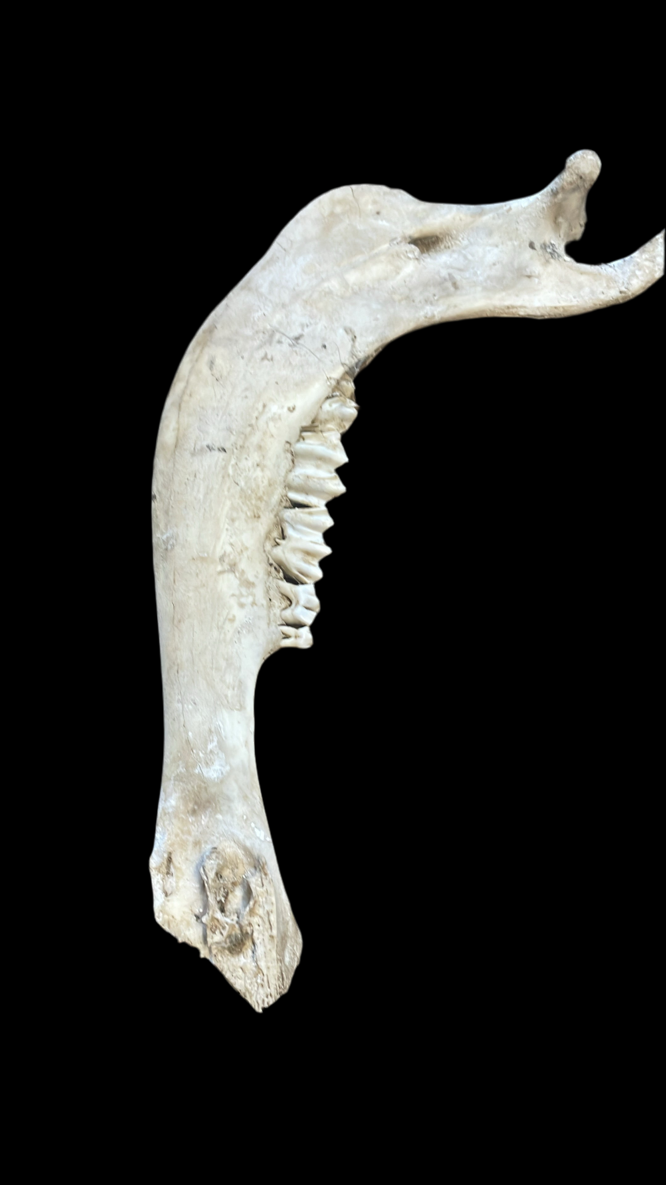 Bison Jaw