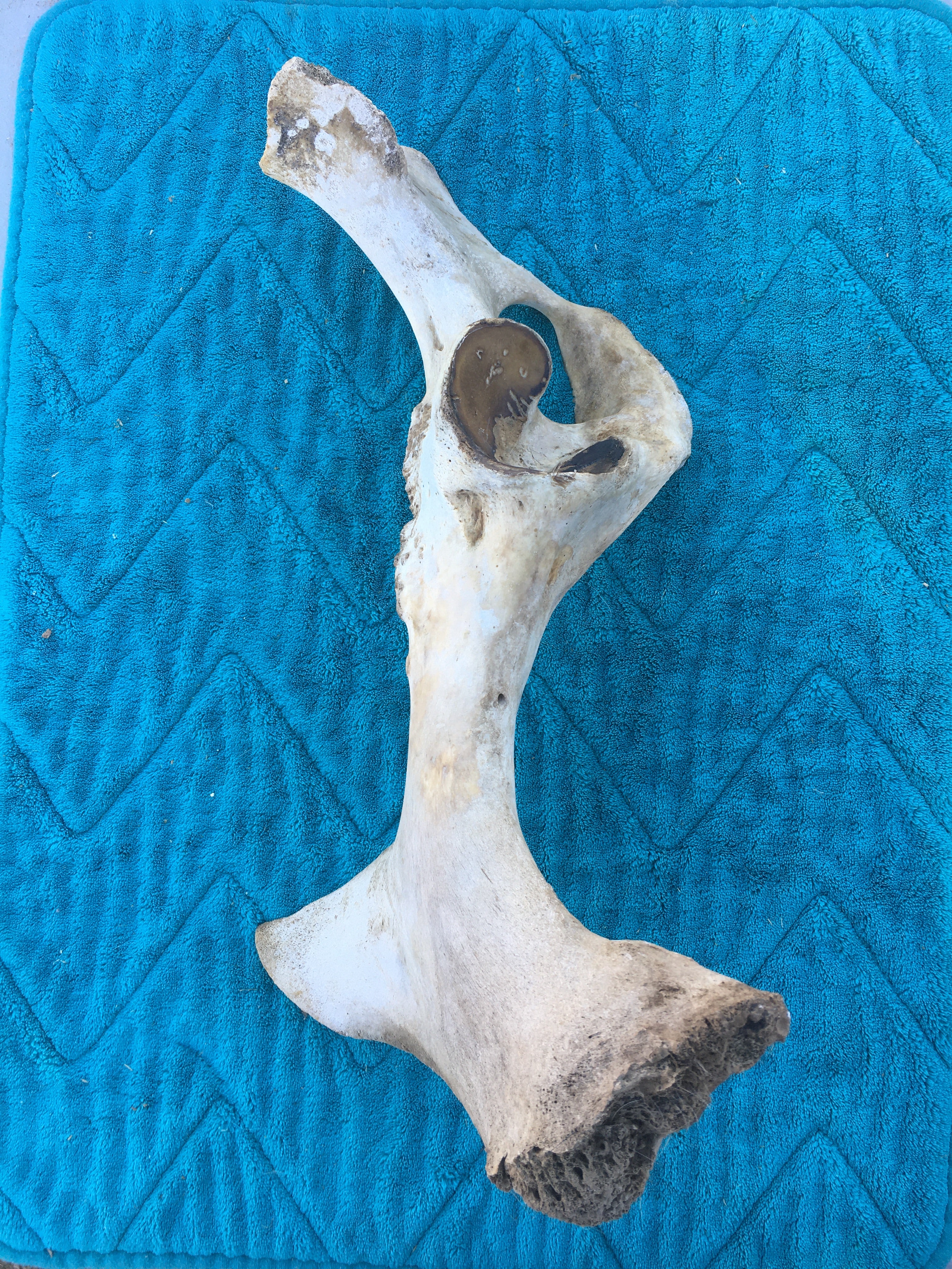 Foal Partial Hip Unfused