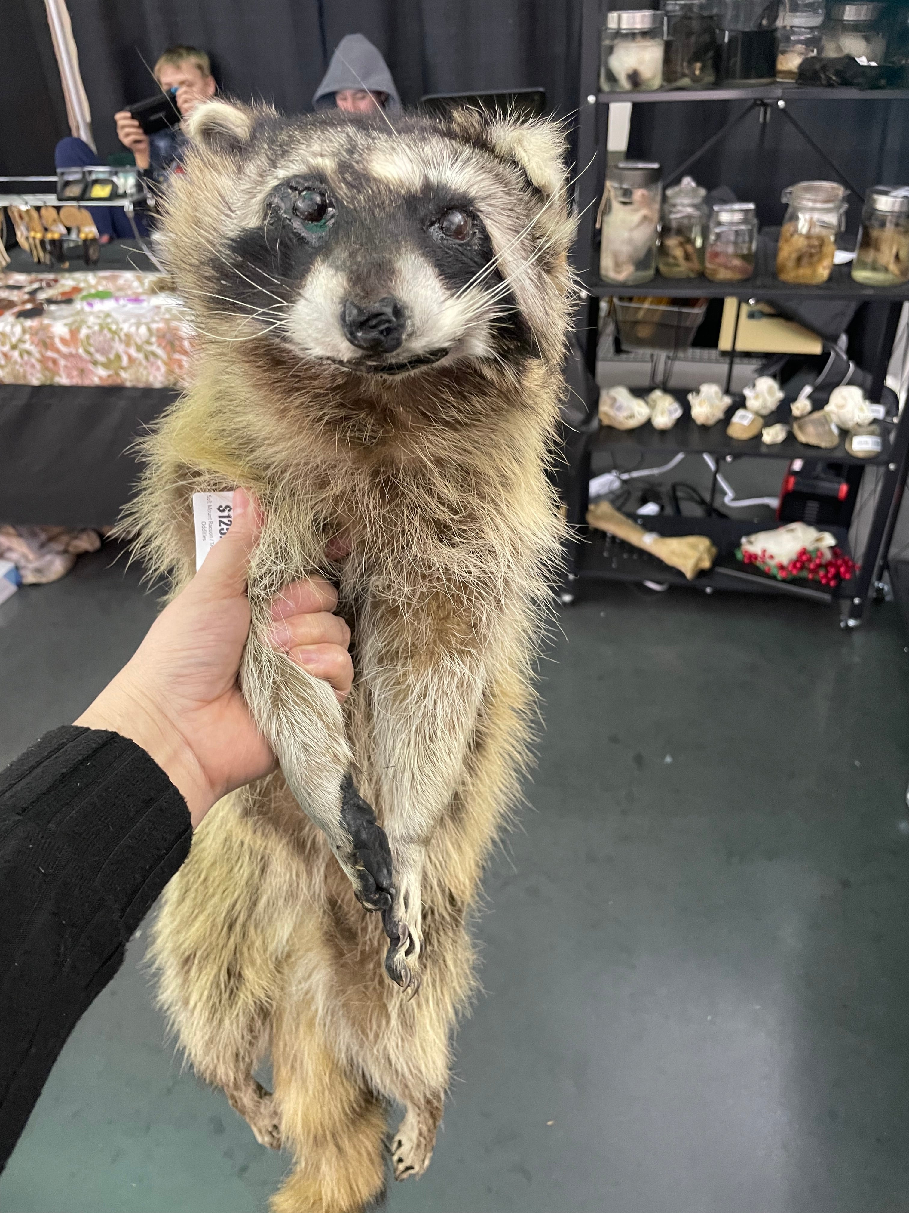 Sale Soft Mount Racoon done by a kid