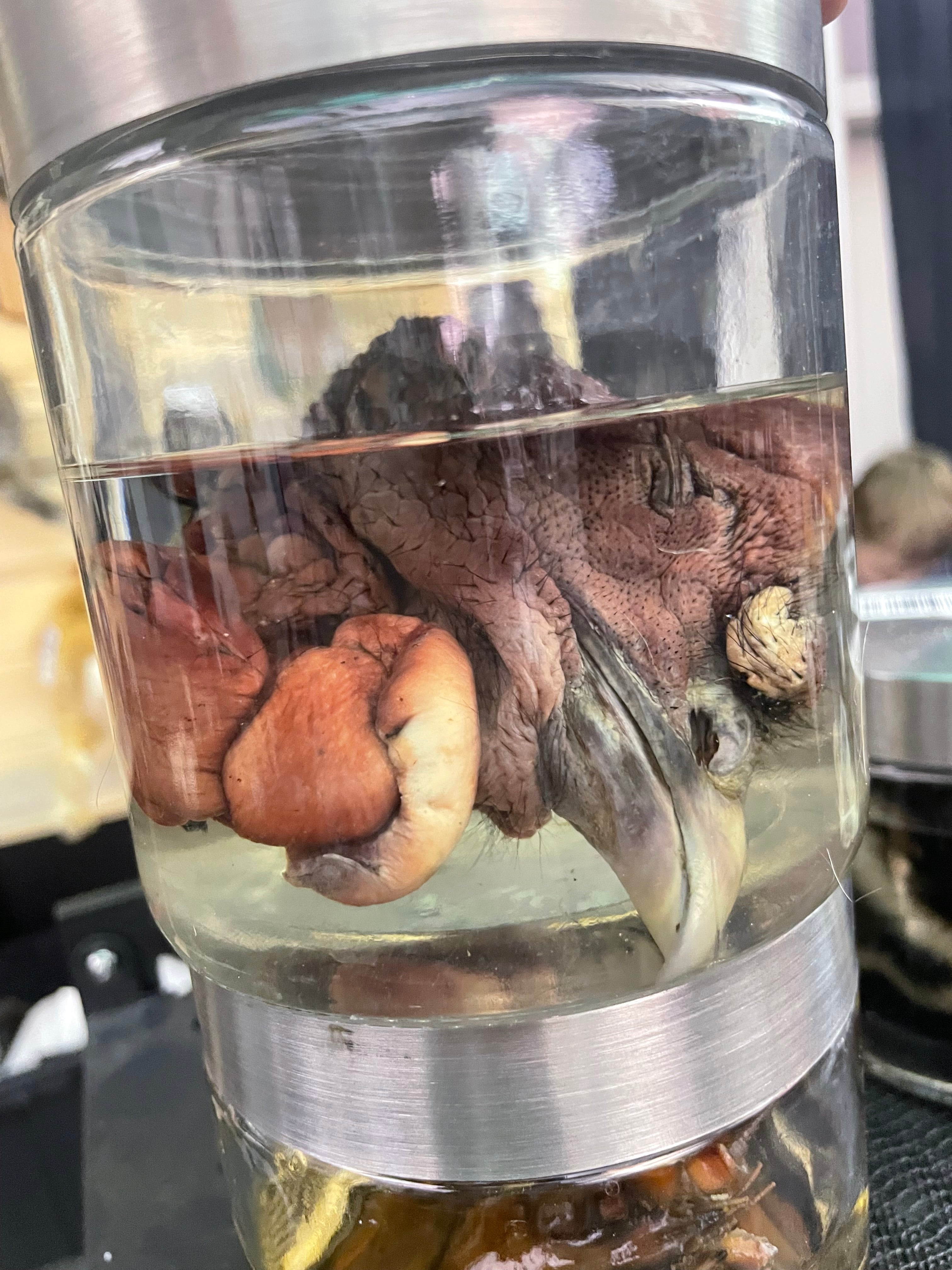 Turkey Head Wet Specimen