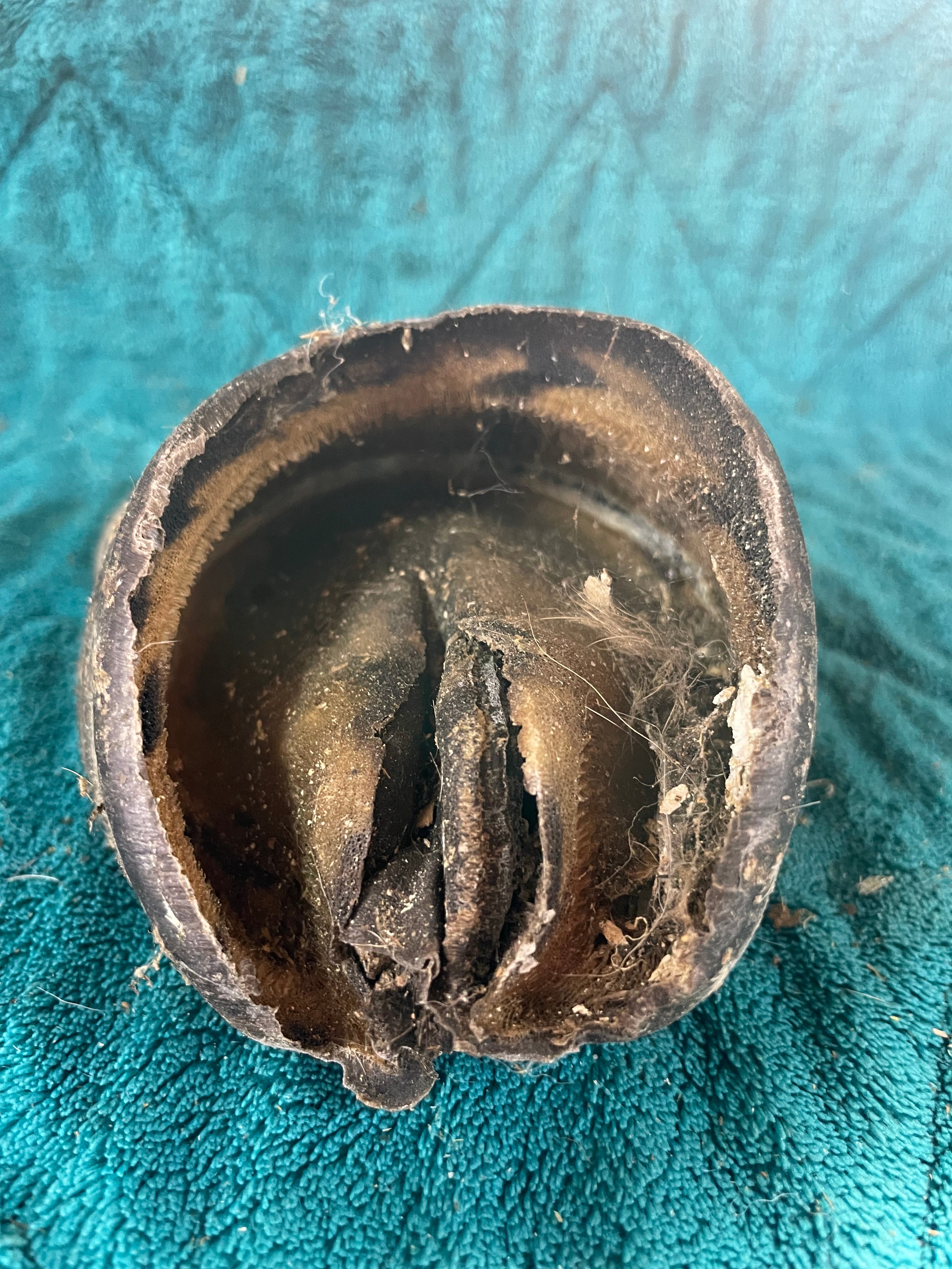 Mustang Horse Hoof