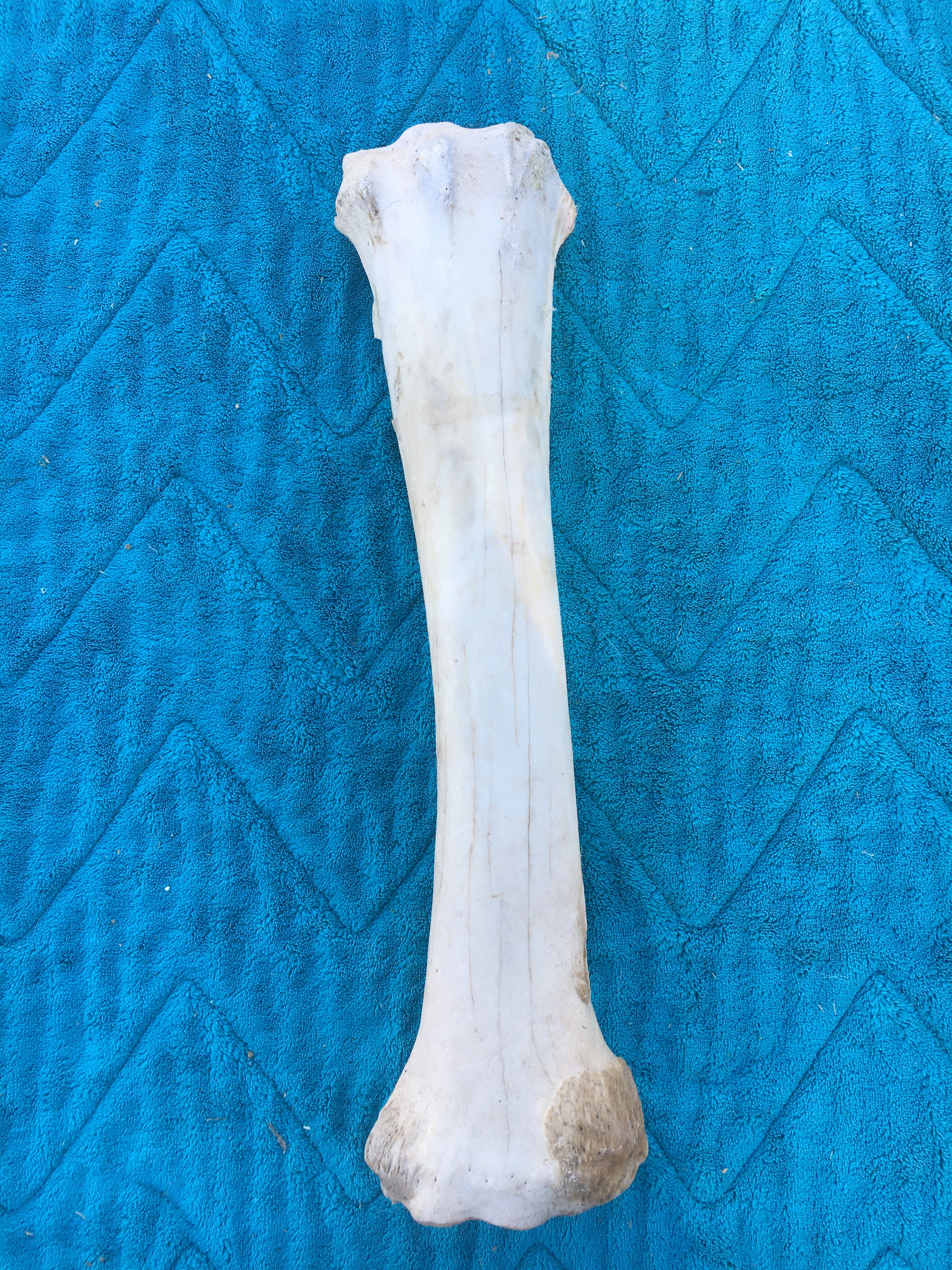 My choice Horse Leg bones