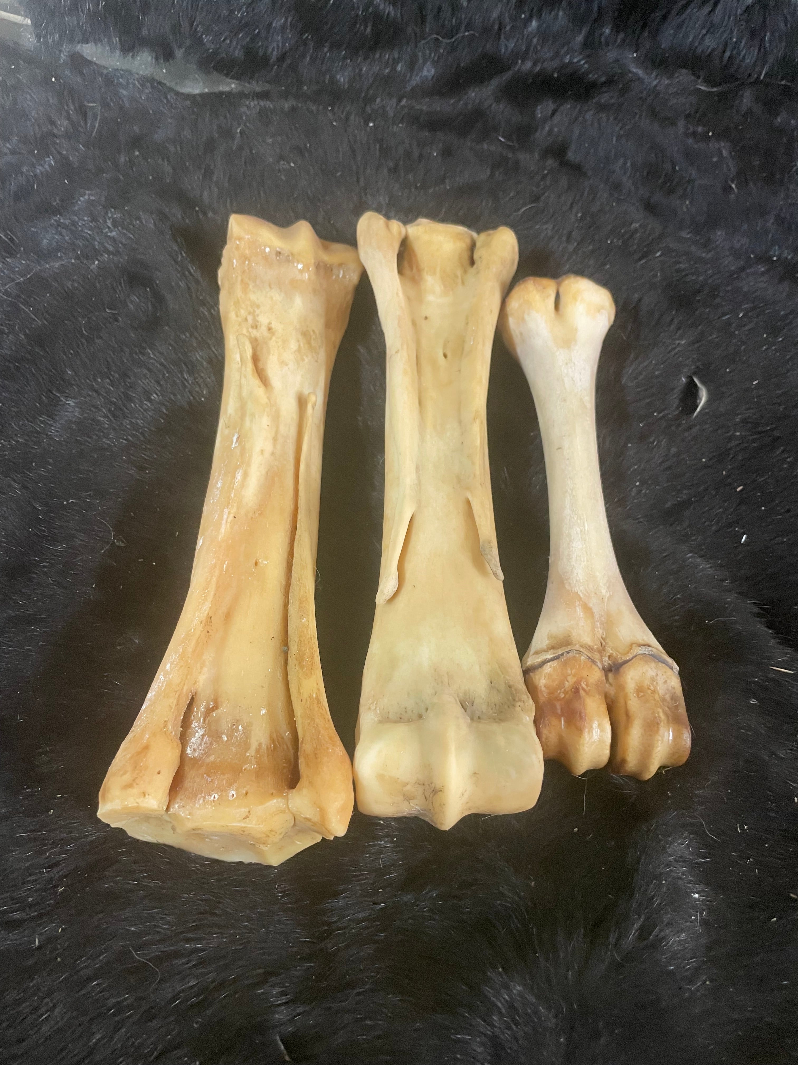 Foal and Horse Leg Lot 7