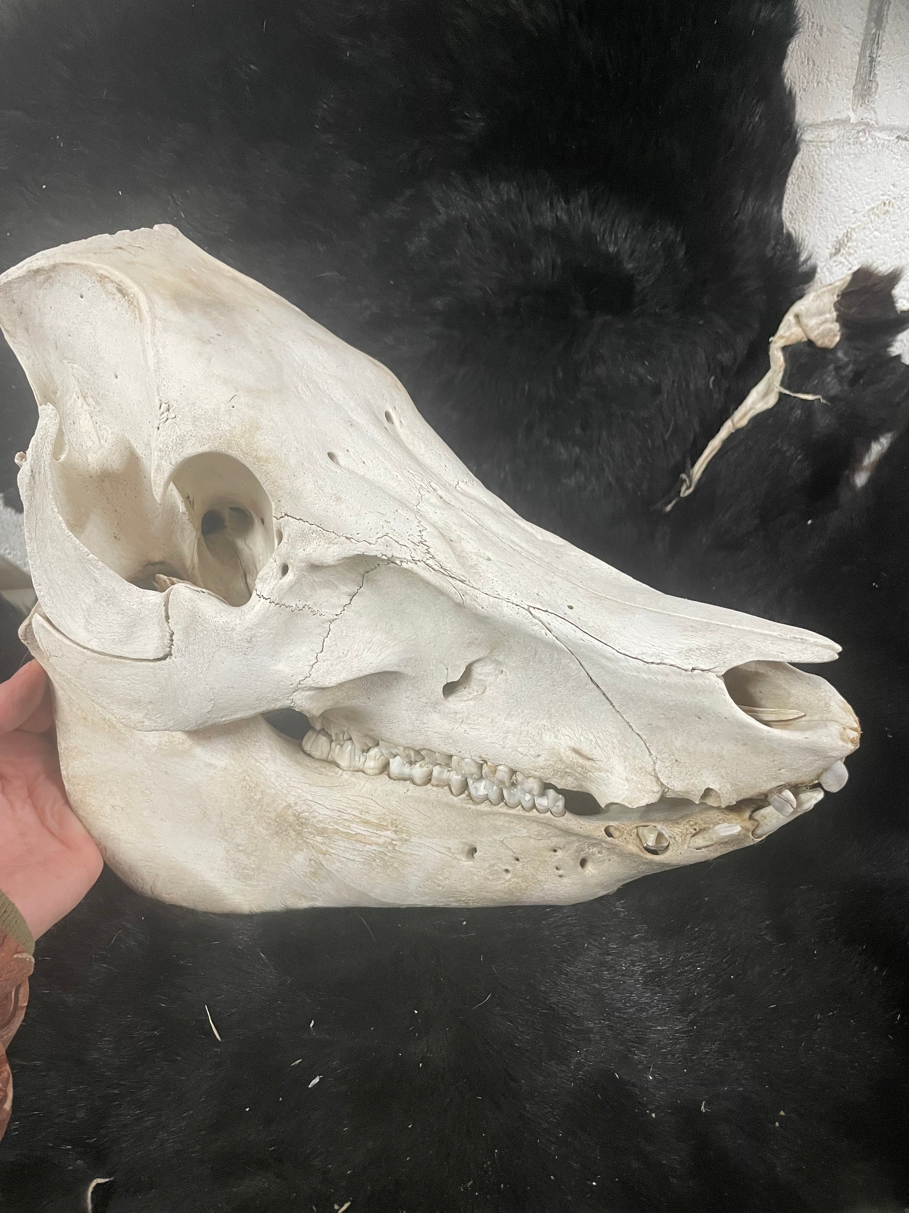 Bone Disease Kune Skull