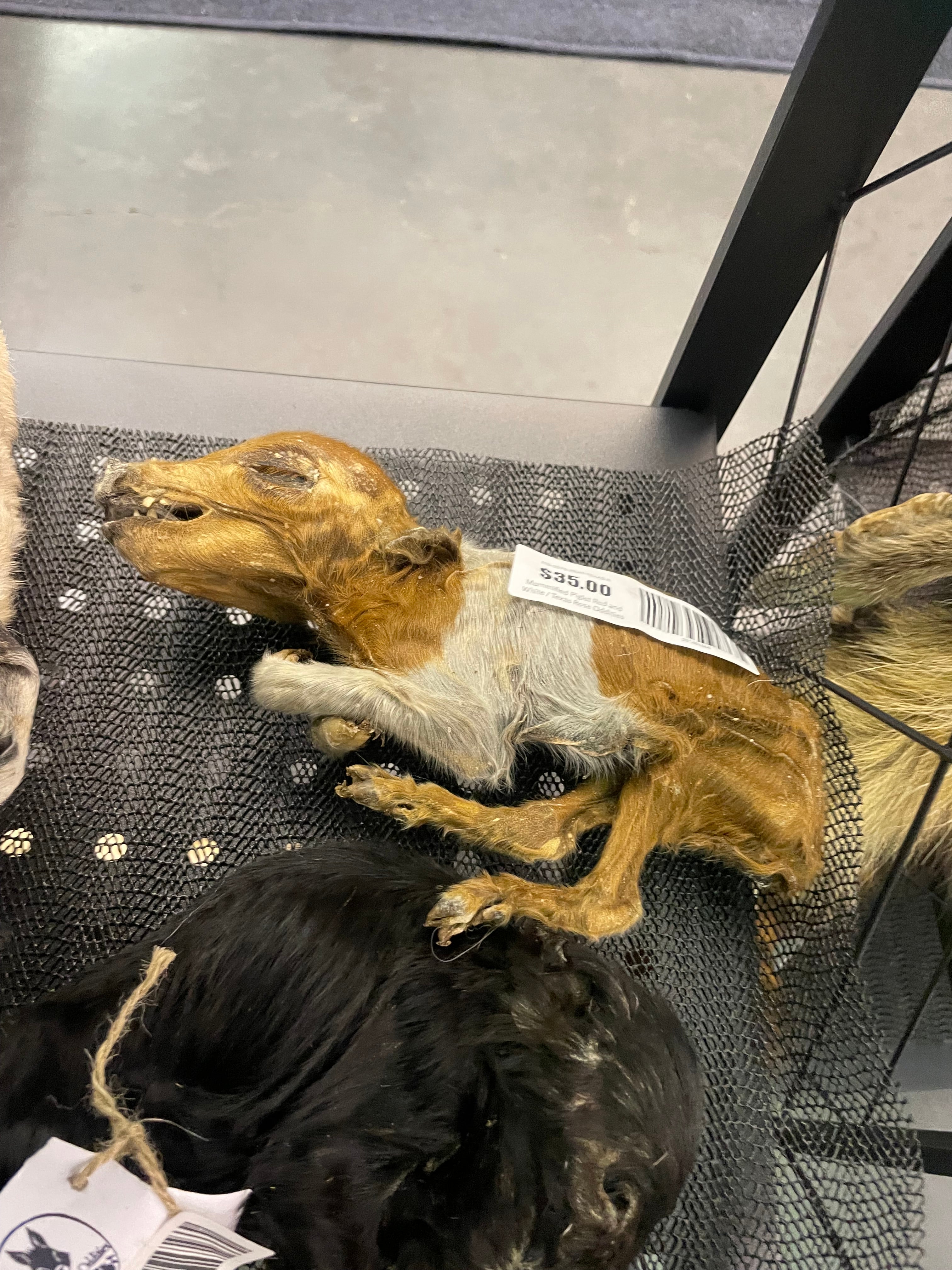 Mummified Piglet Red and White