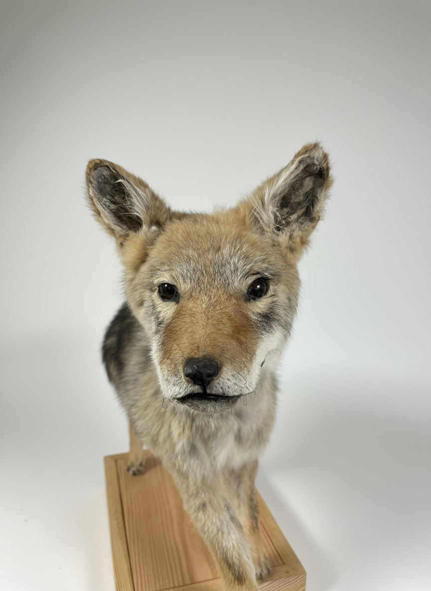 Singe the Baby Coyote