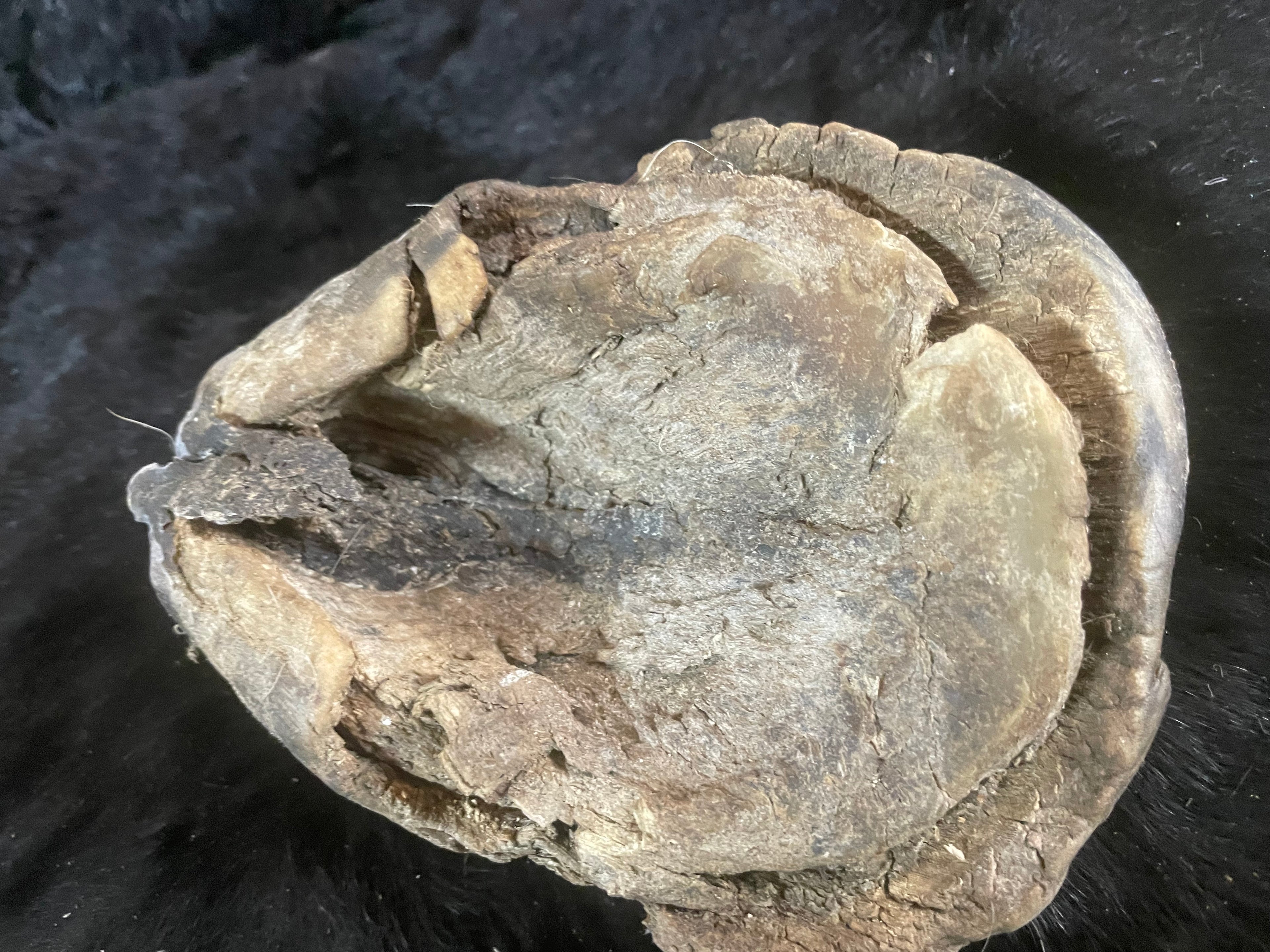 Mustang Horse Hoof