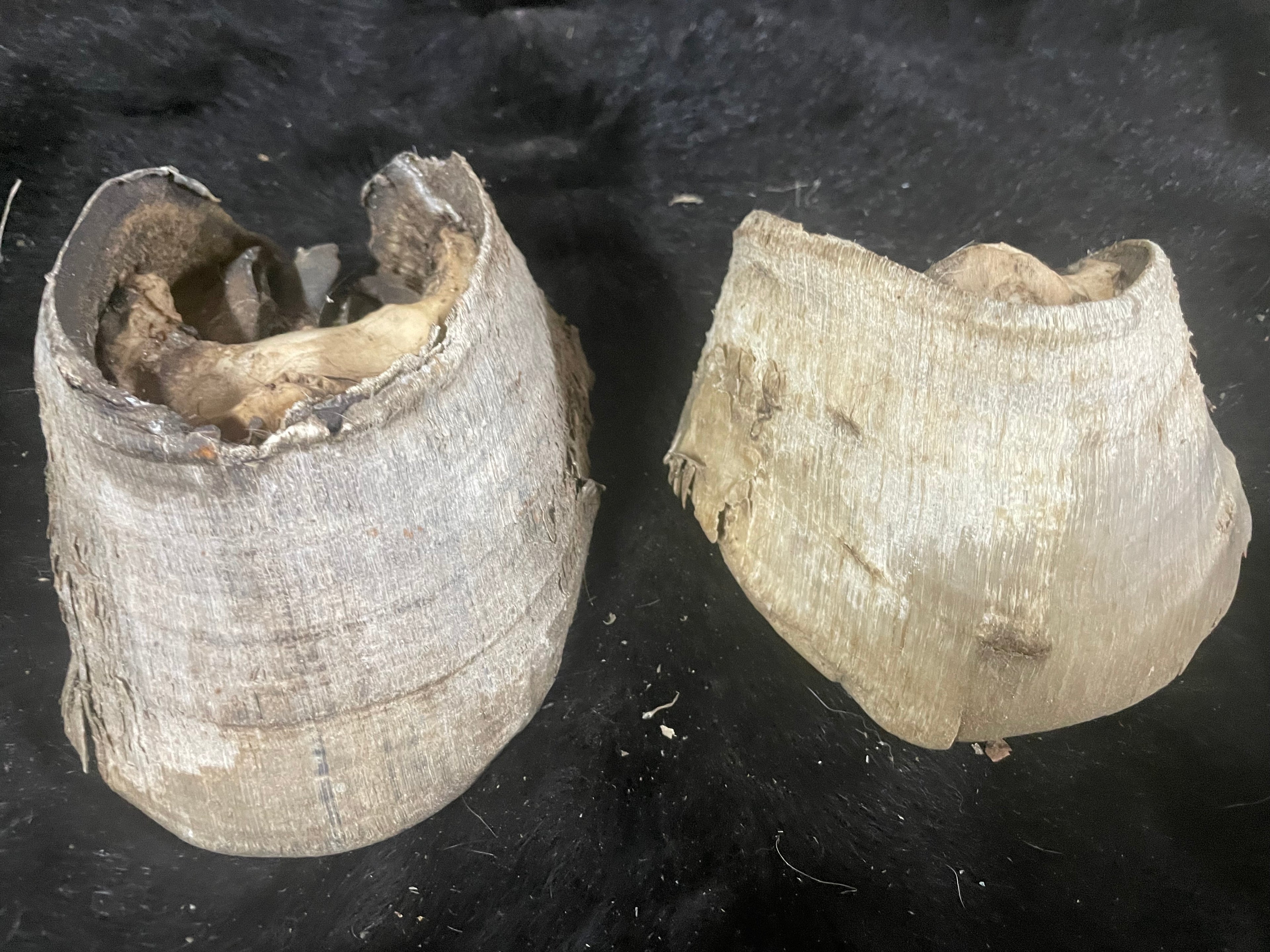 8 pairs of horse Hooves