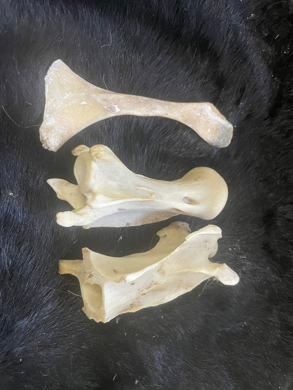 Misc Bone Lot 4