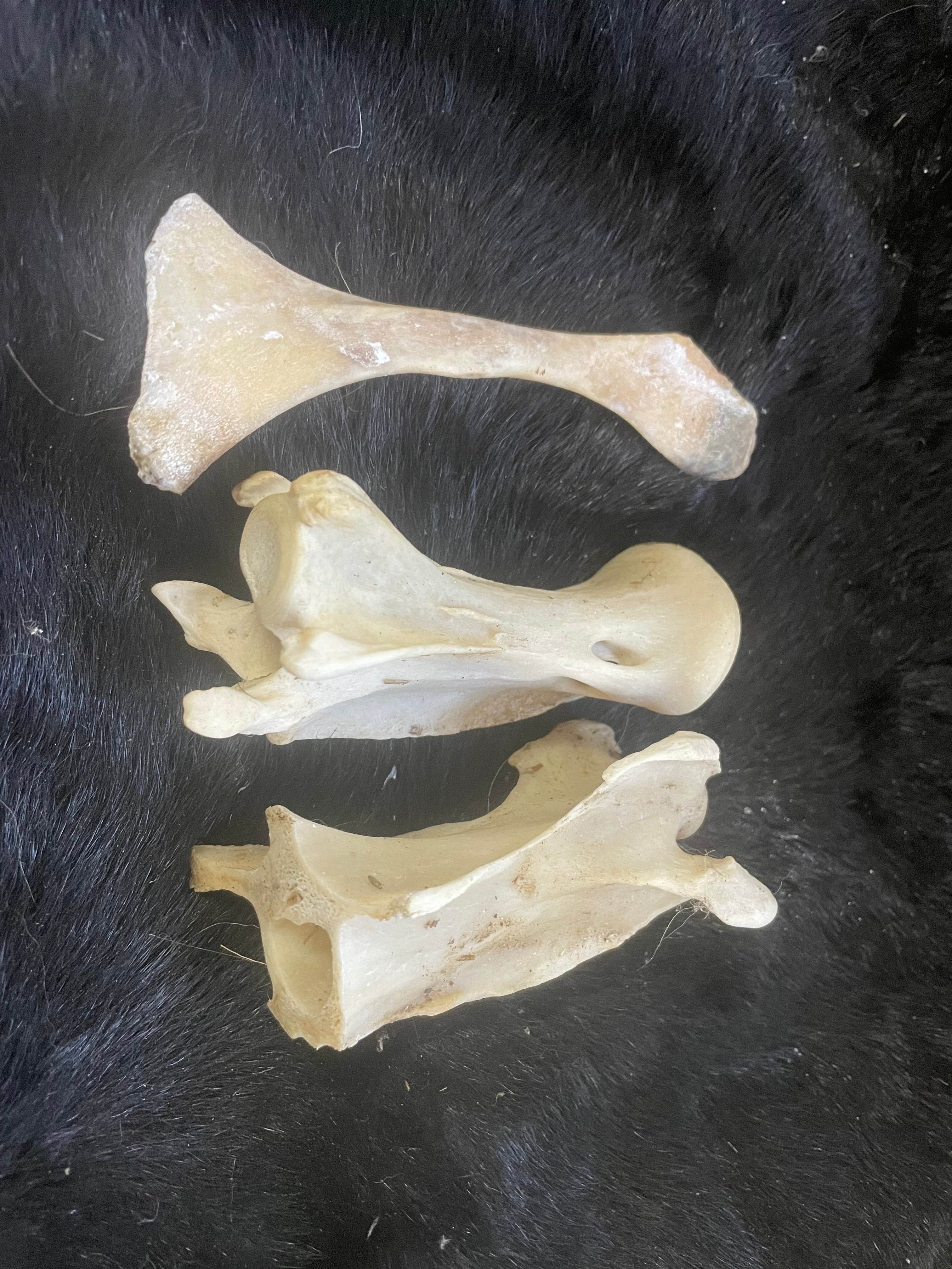 Misc Bone Lot 4