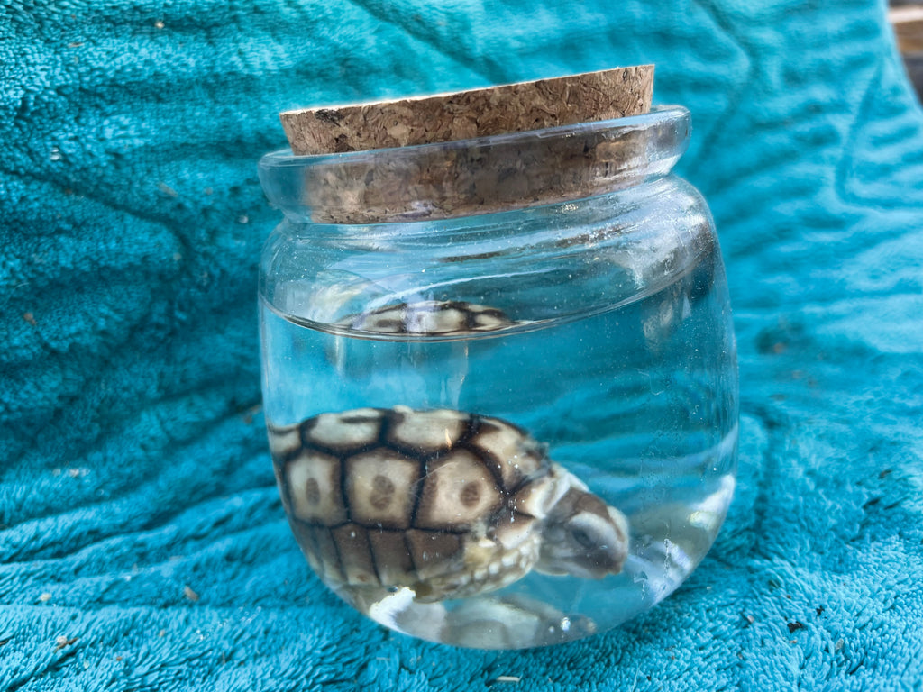 Rare****Baby Sulcata Tortoise Wet Specimens