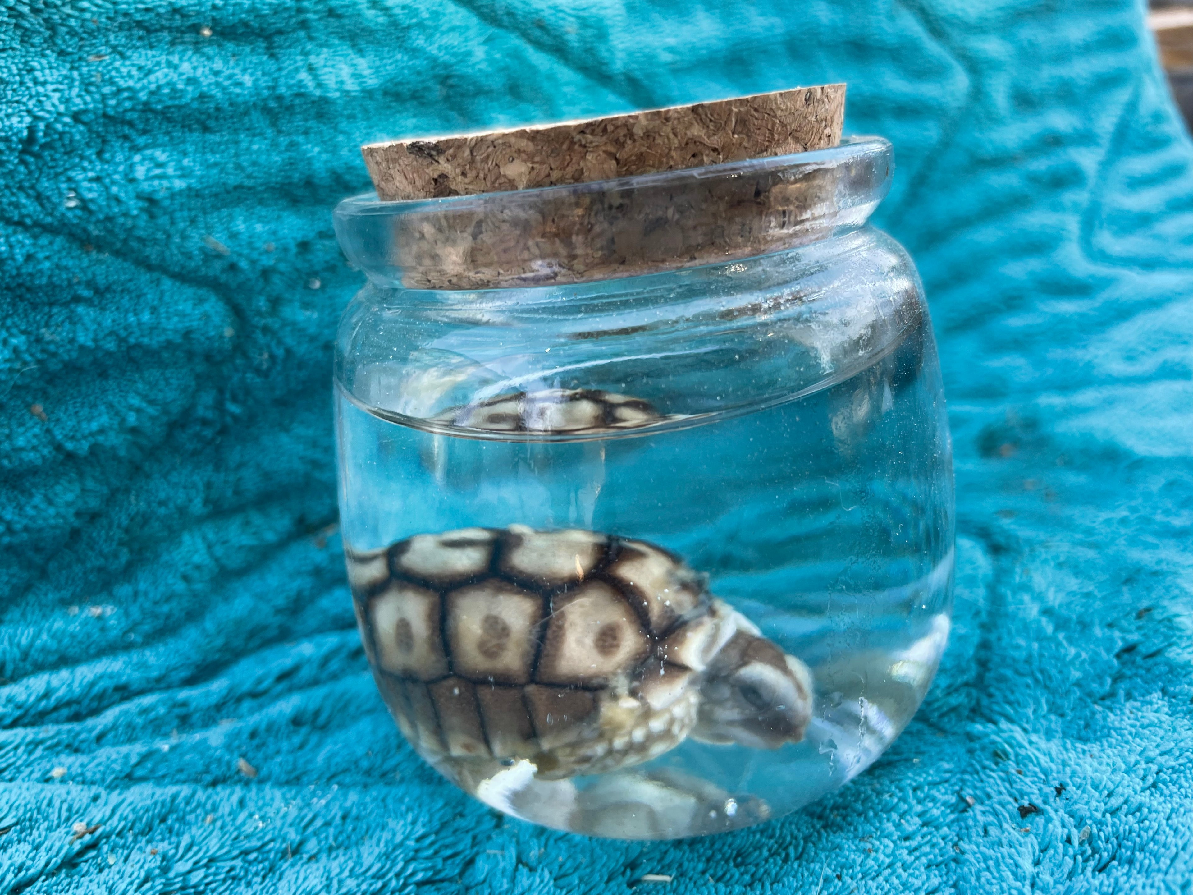 Rare****Baby Sulcata Tortoise Wet Specimens