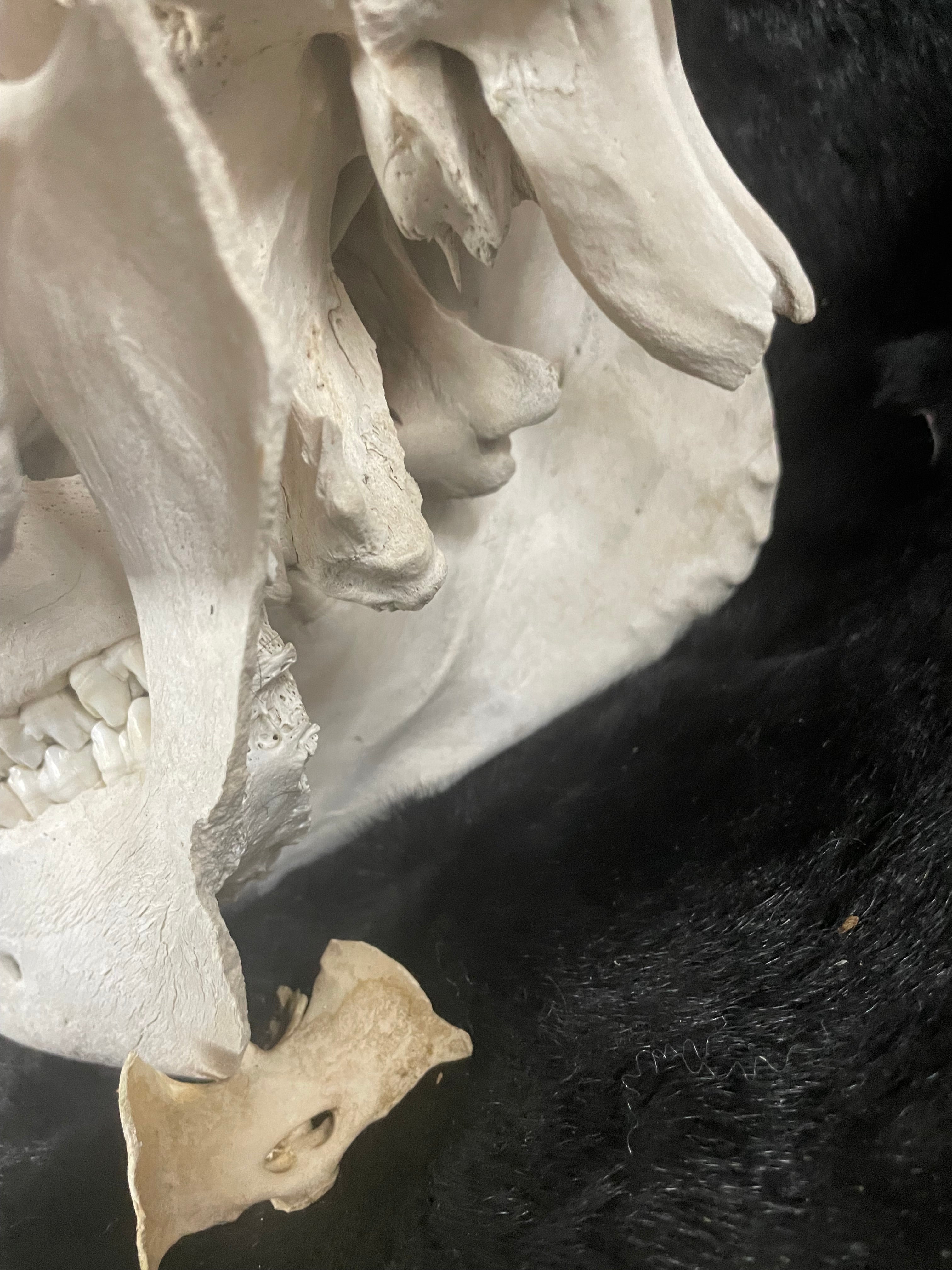 Bone Disease Kune Skull