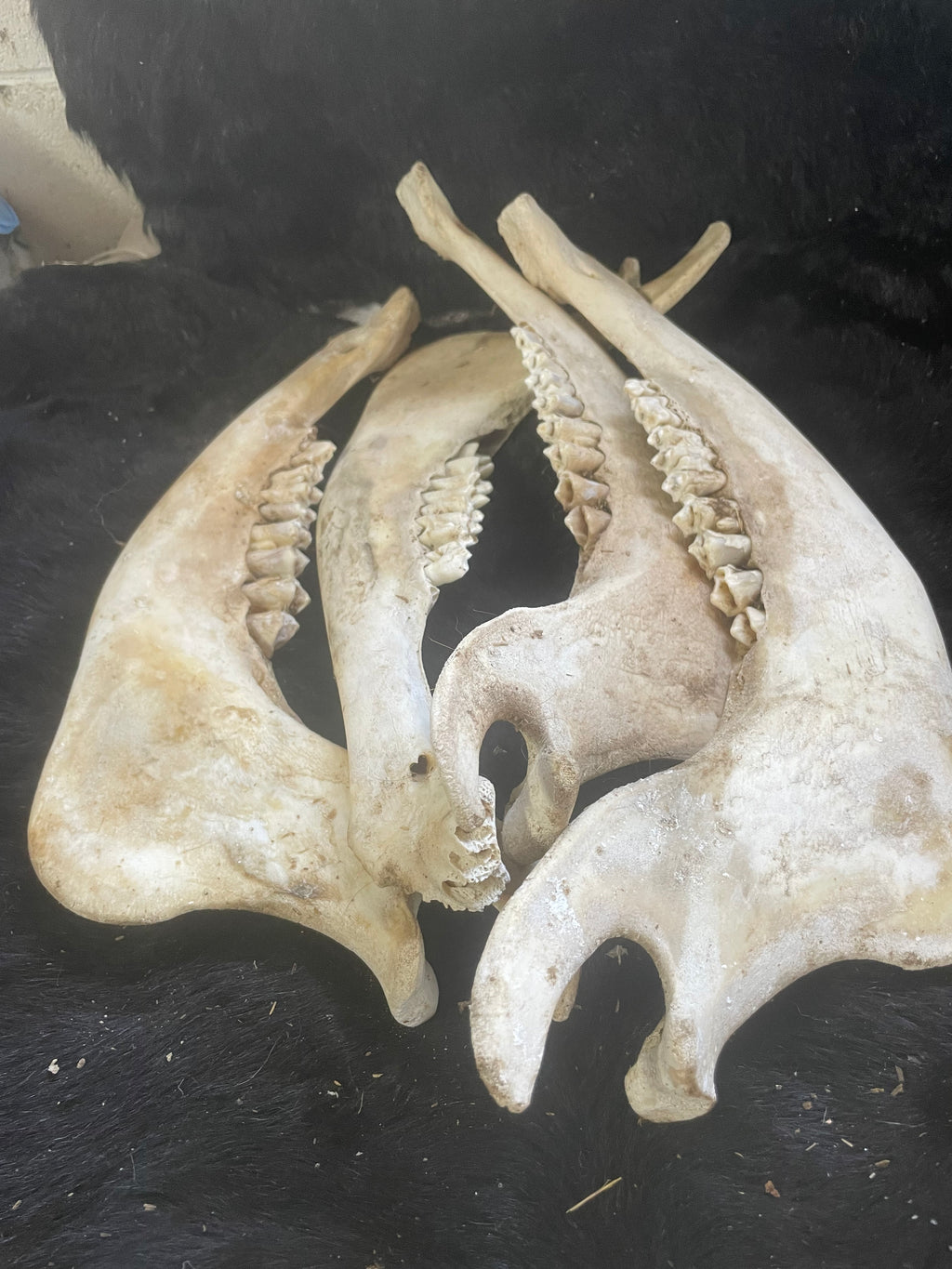 Jaw Bone Lot Bison