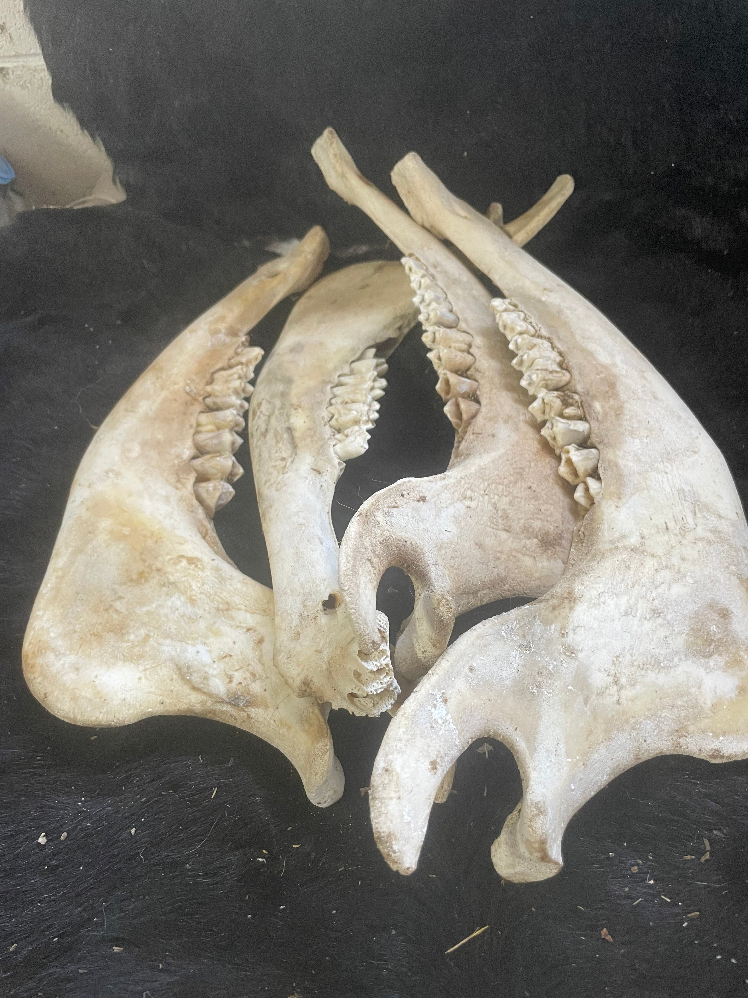 Jaw Bone Lot Bison