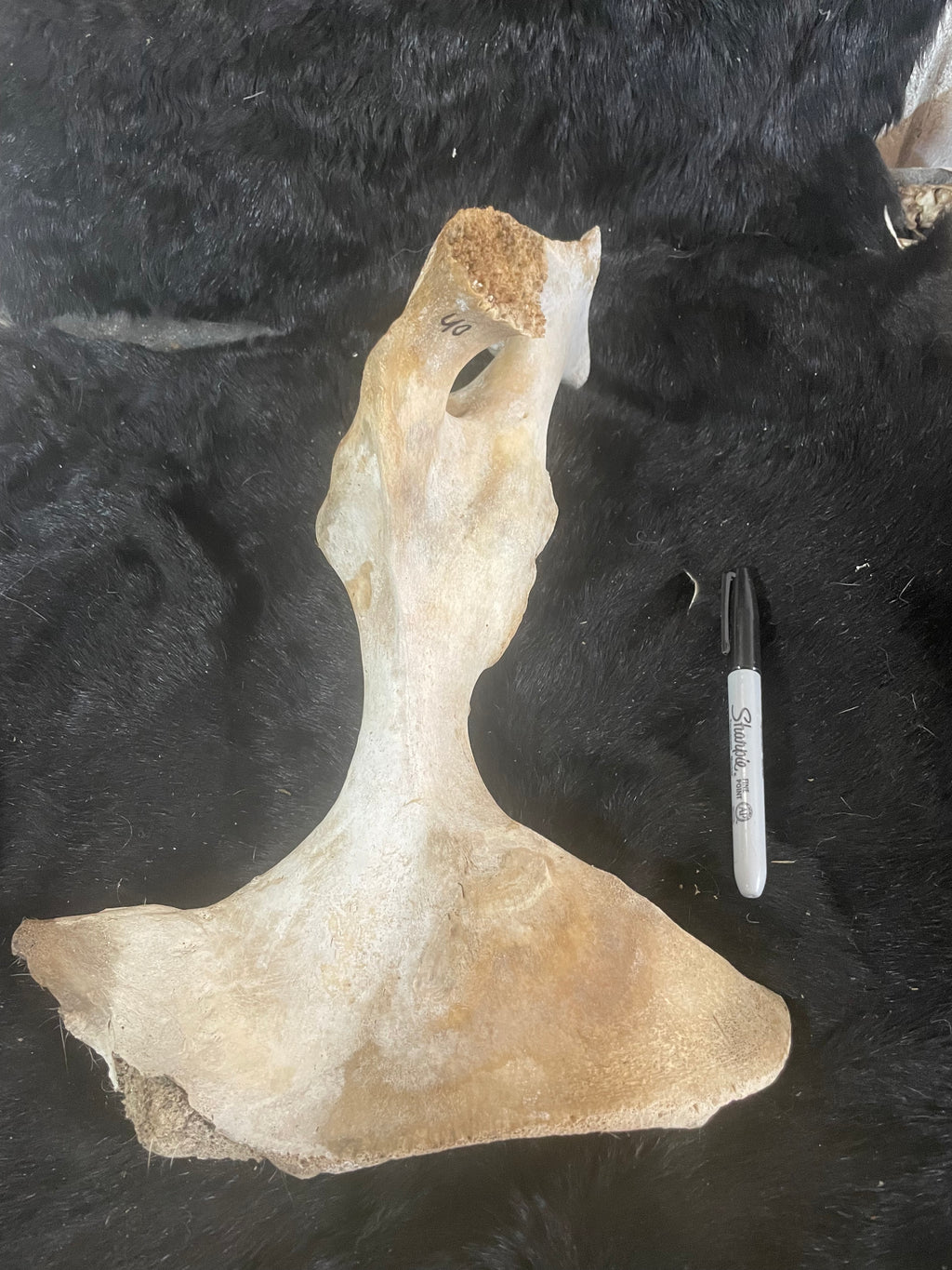 Foal Pelvis Bones