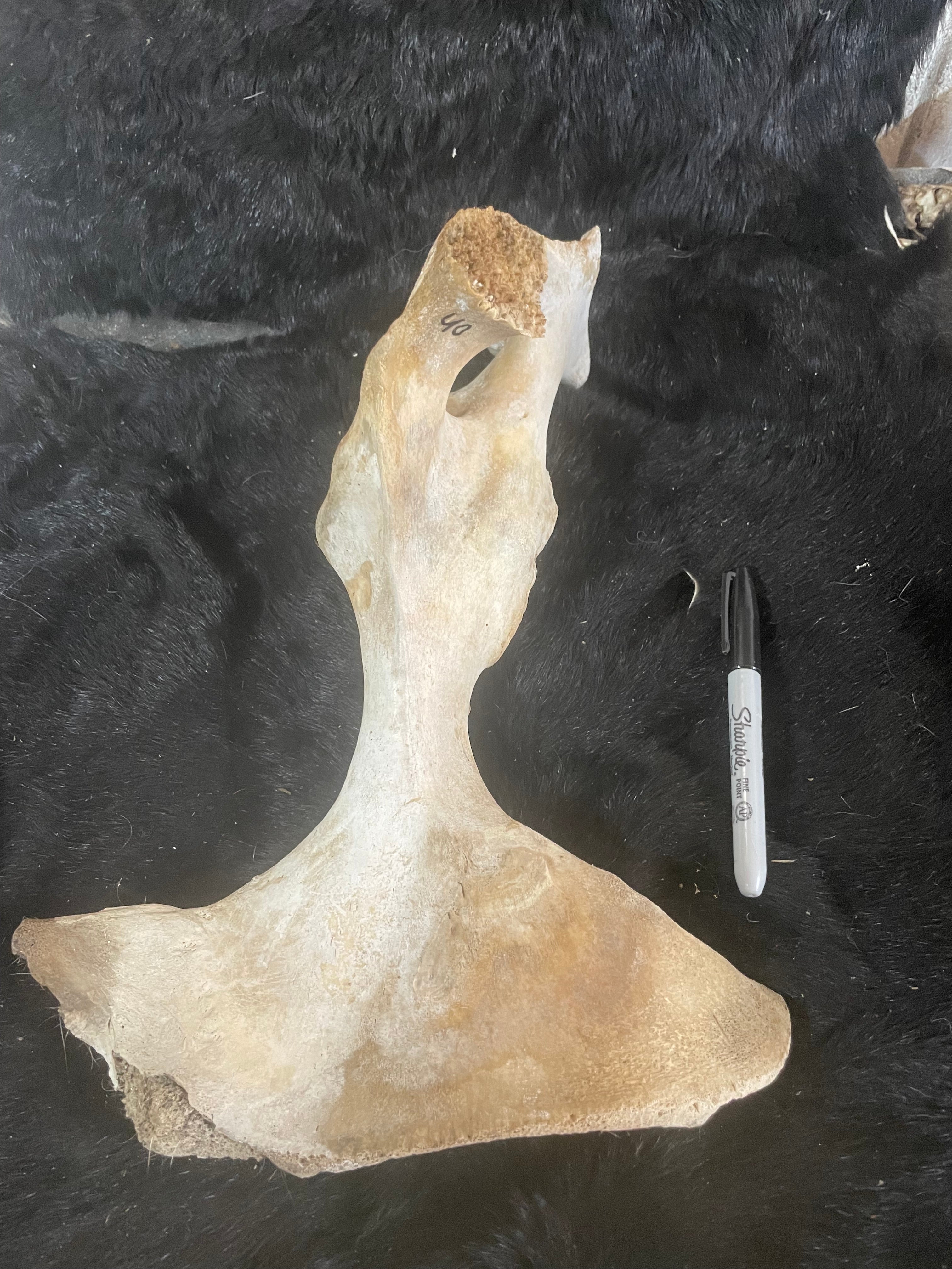 Foal Pelvis Bones