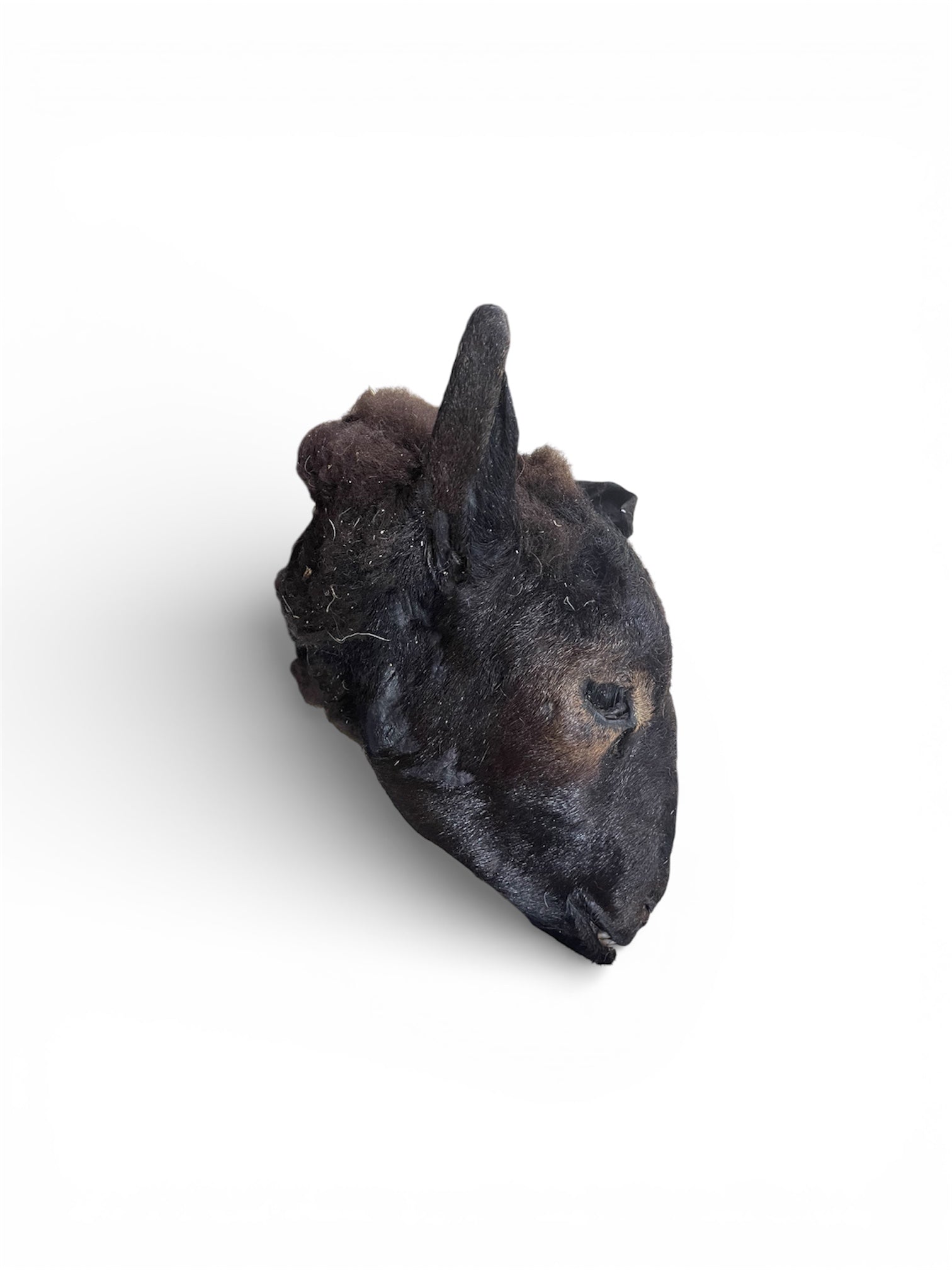 Mummified Large Sheep Head