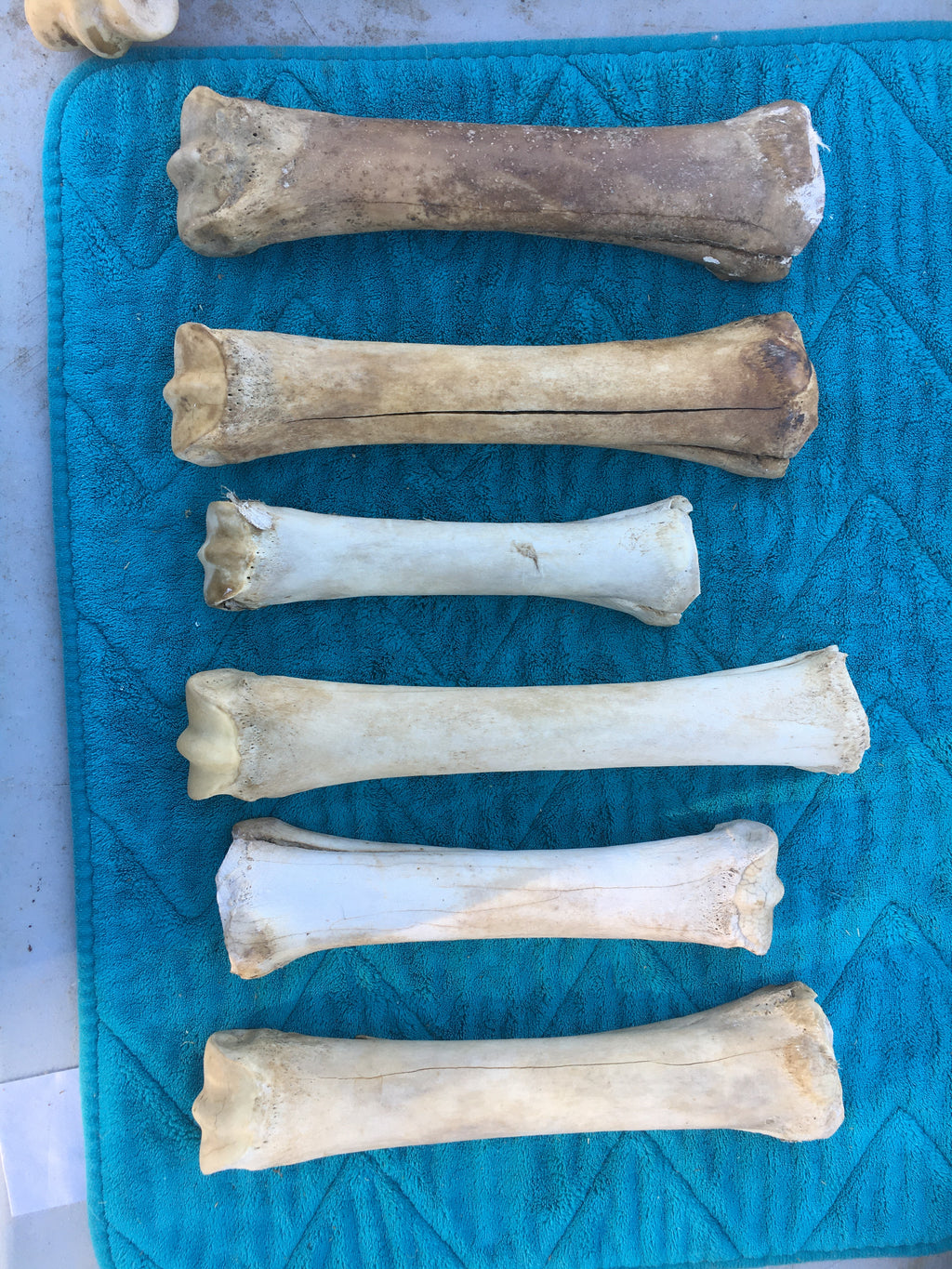 Horse leg Lots