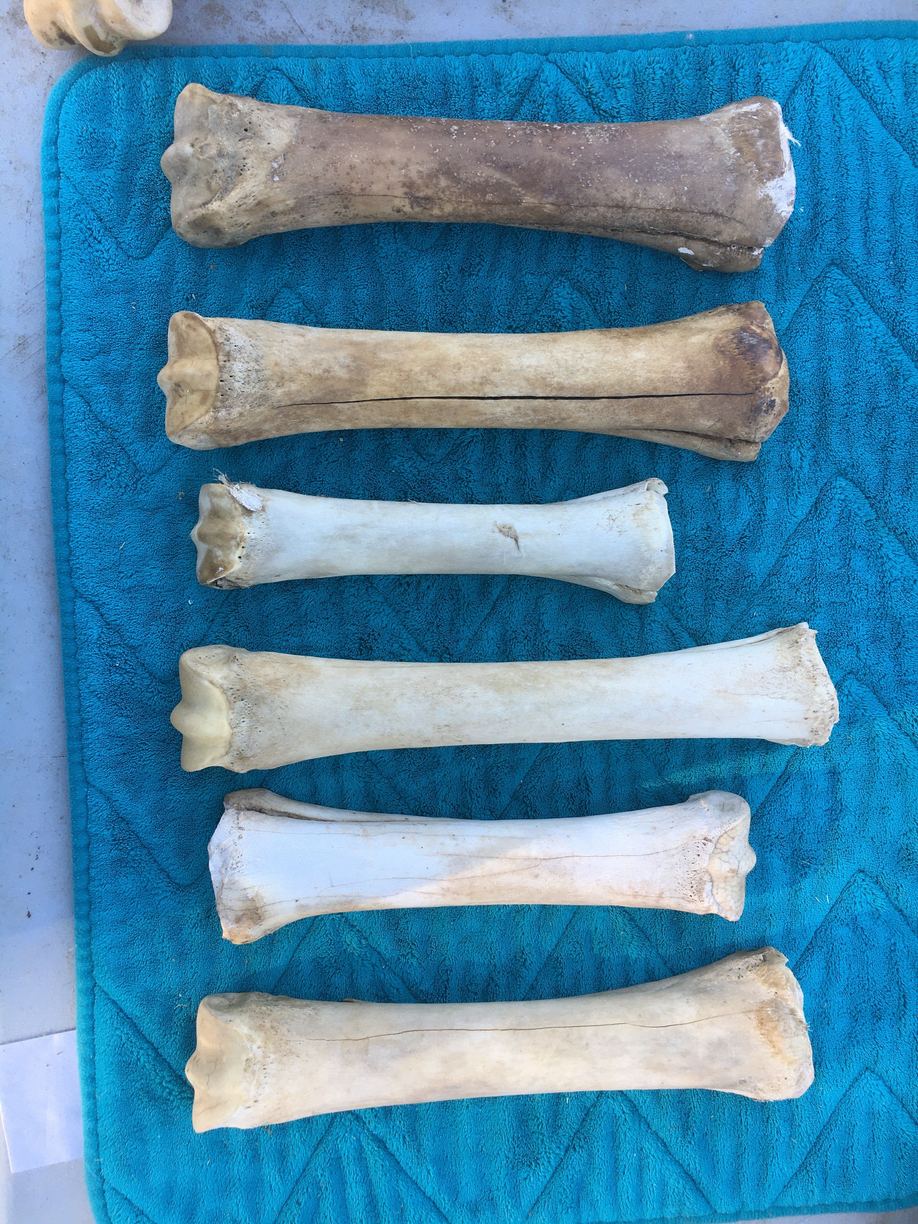 Horse leg Lots