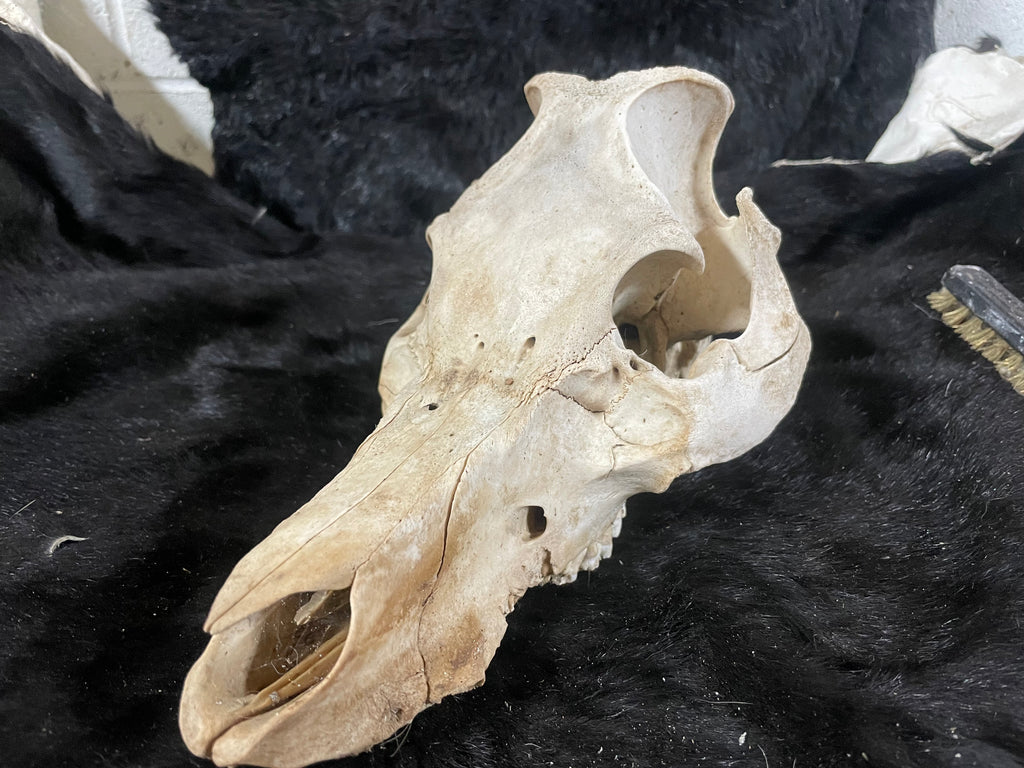 Kune Skull