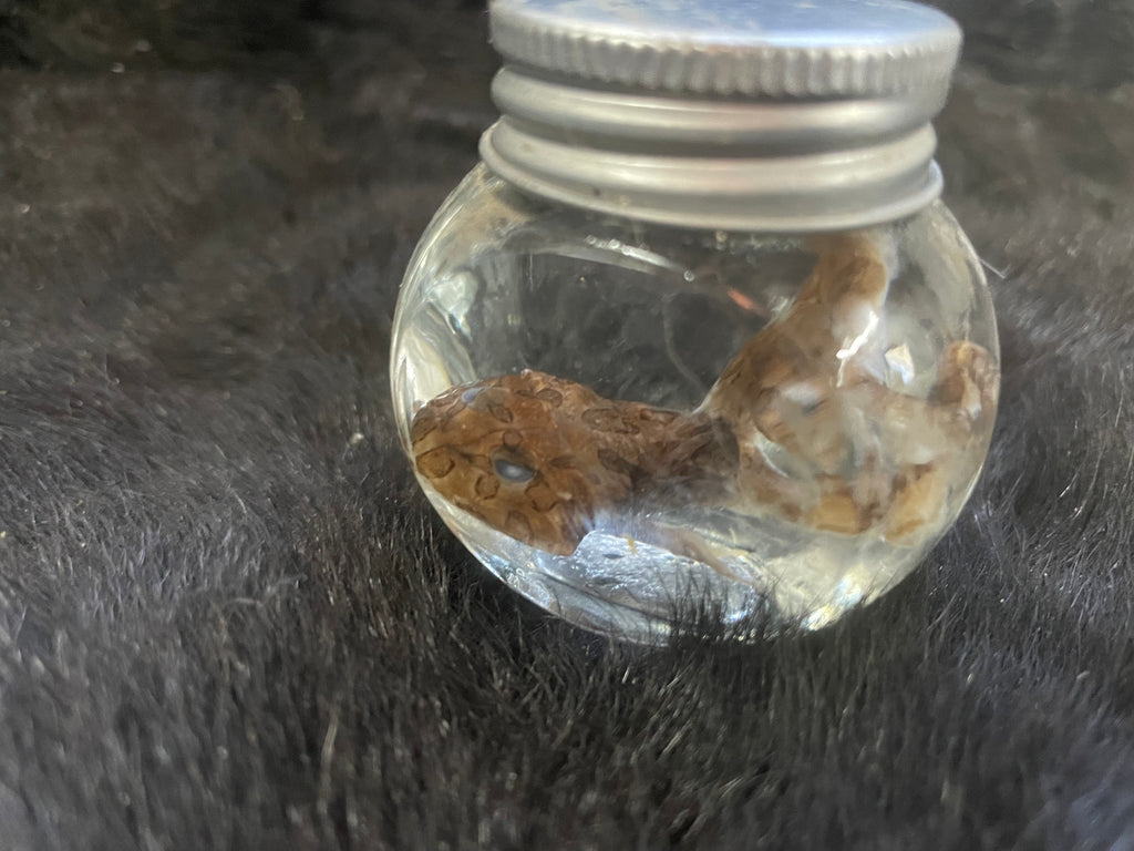 Pixie Frog Wet Specimen