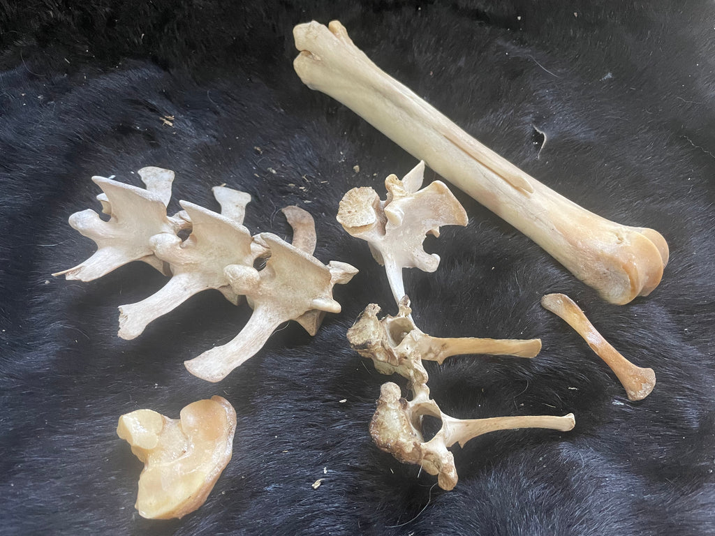 Bone Lot Foal, Equine and Misc