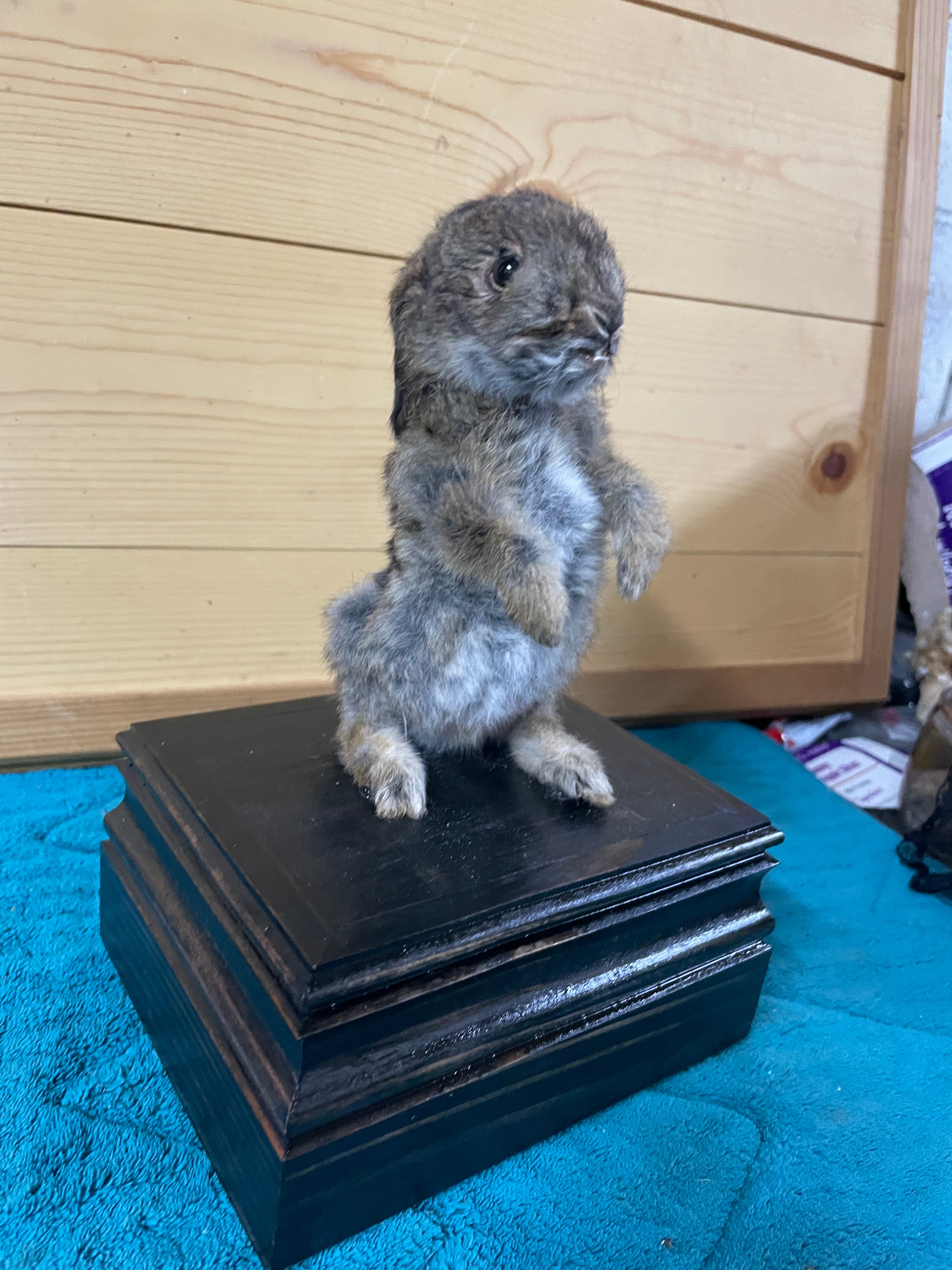 Small Baby Bunny Rabbit