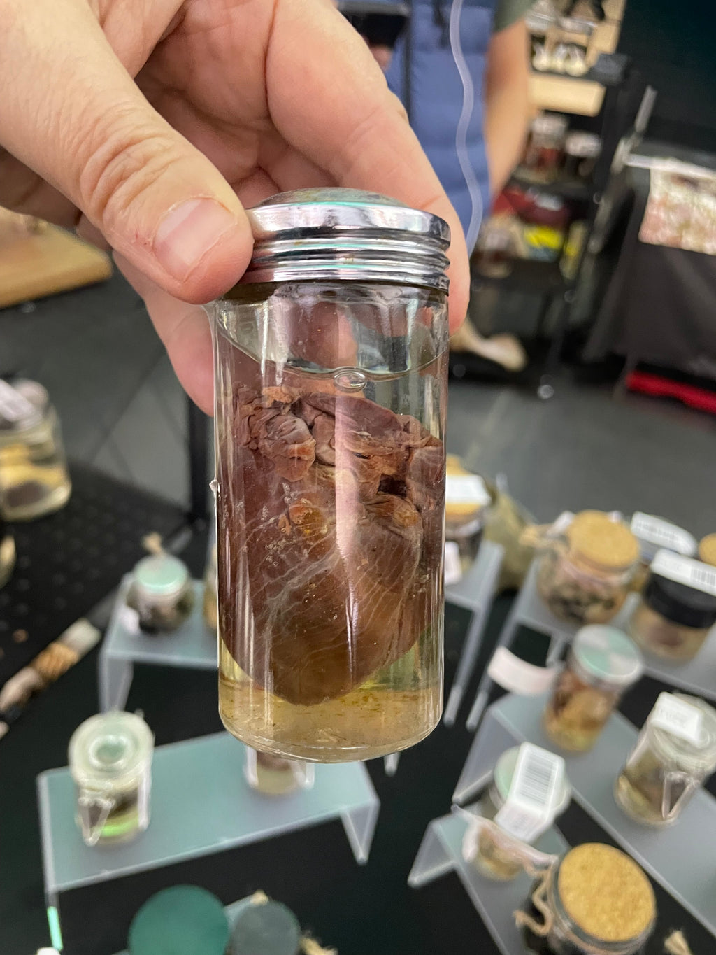 Lamb Heart Wet Specimen