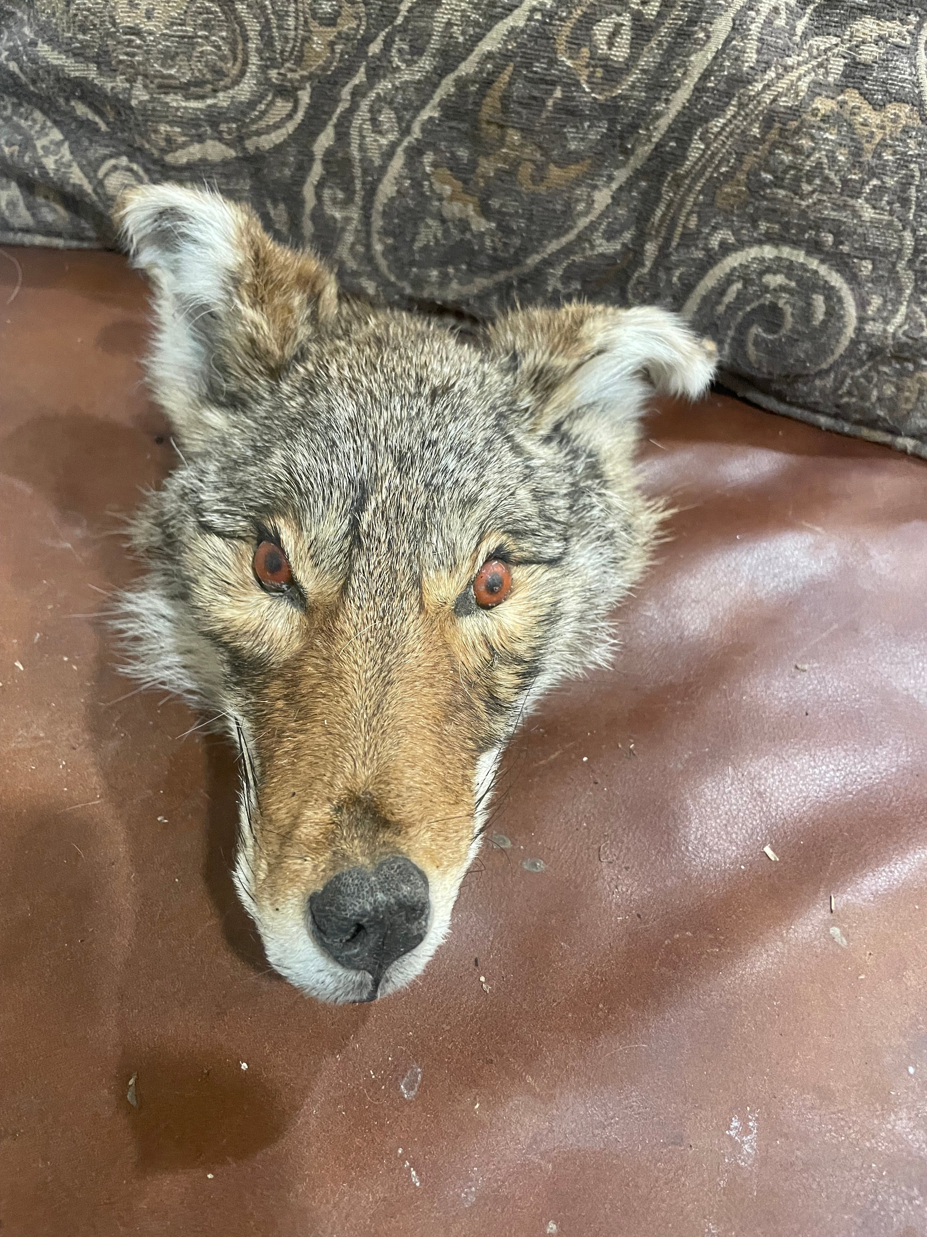 Mummified Coyote Head