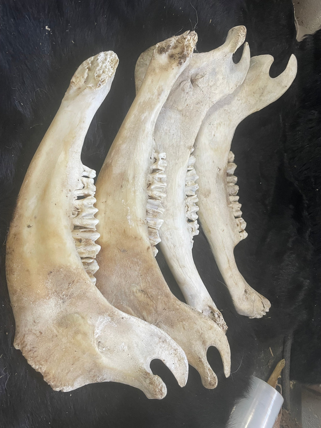 Bison Jaw Bone Lot