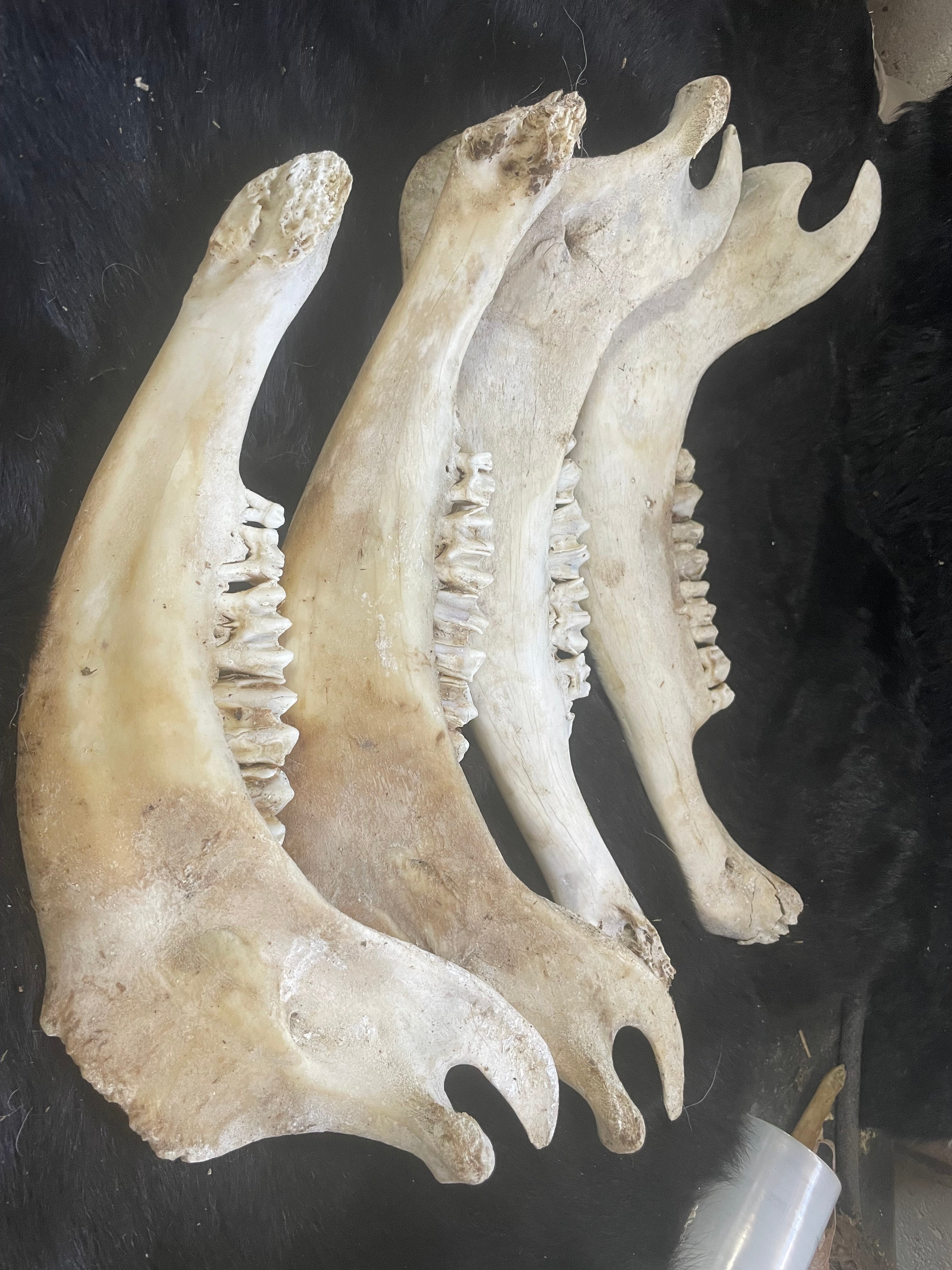 Bison Jaw Bone Lot