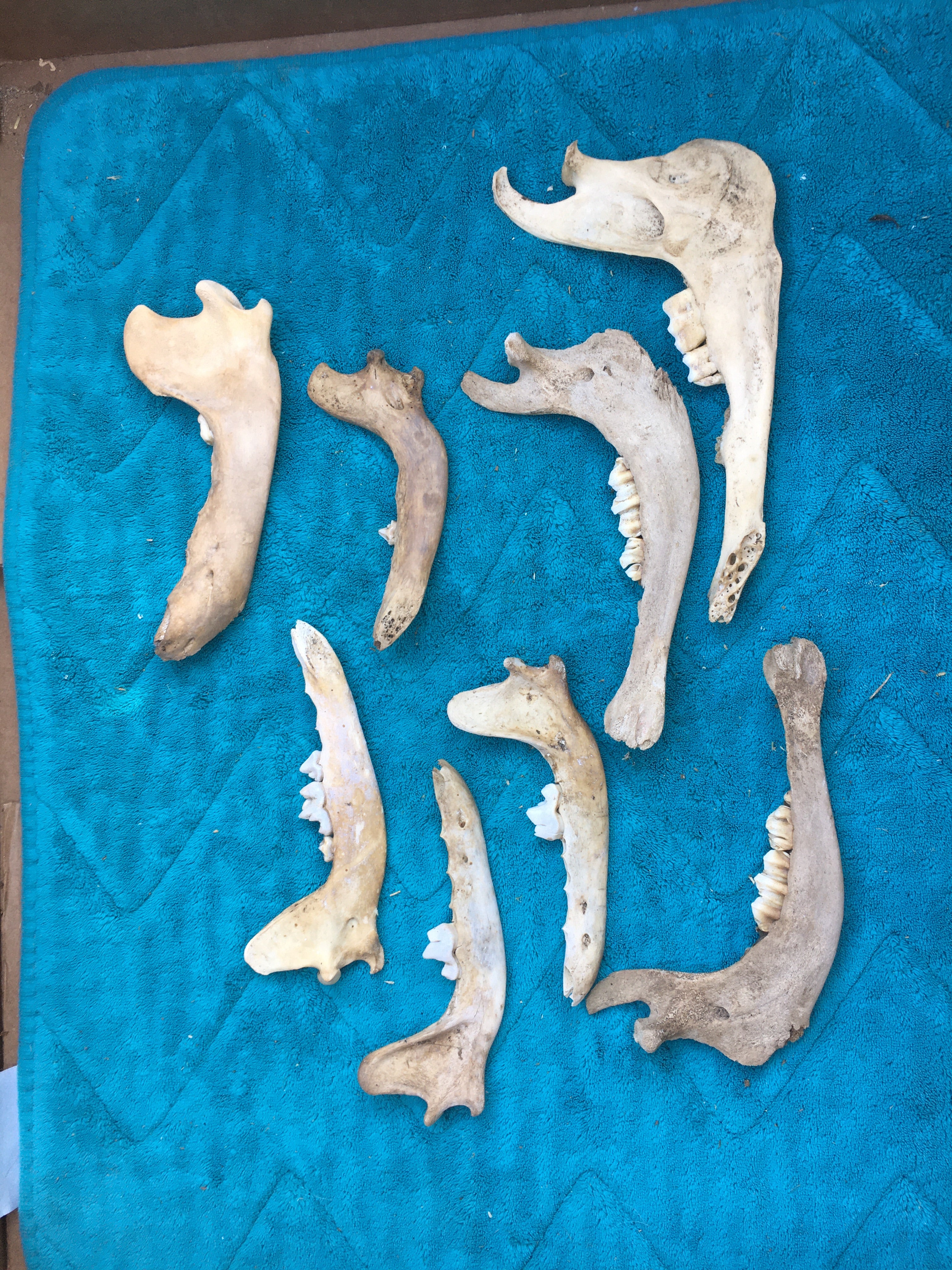 Jaw Mixed Lot