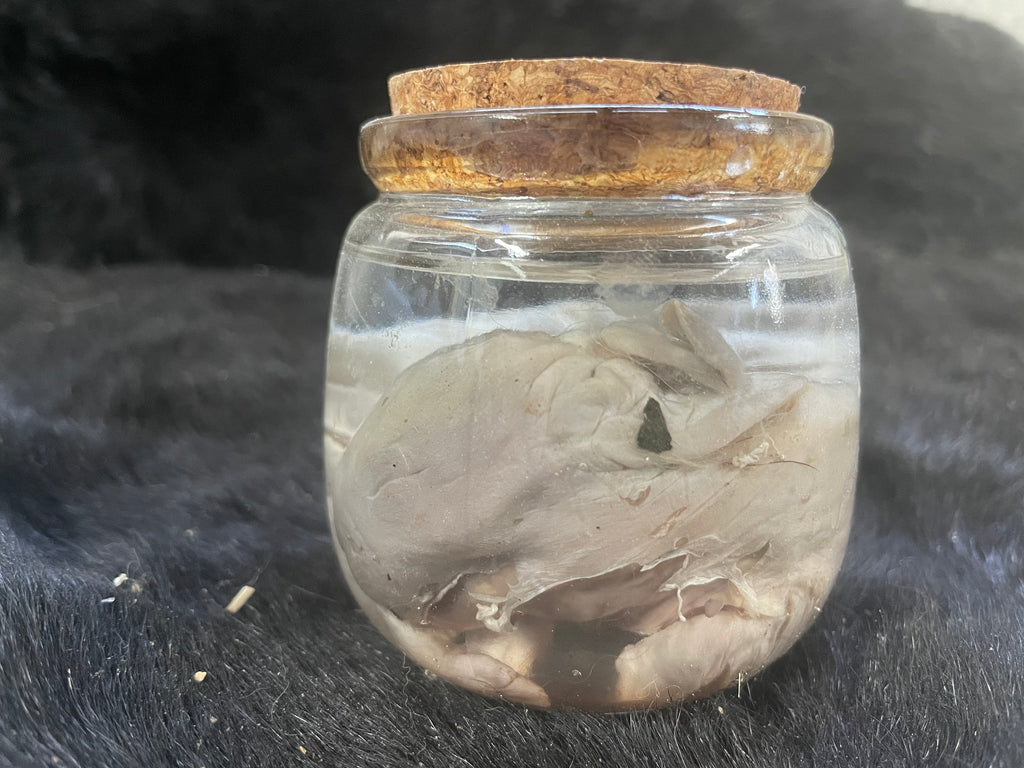 Holland Lop Wet Spec #2