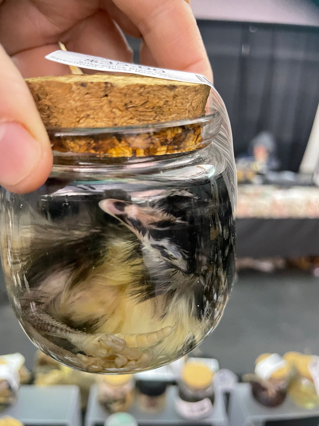 Silky Chick  Wet Specimen