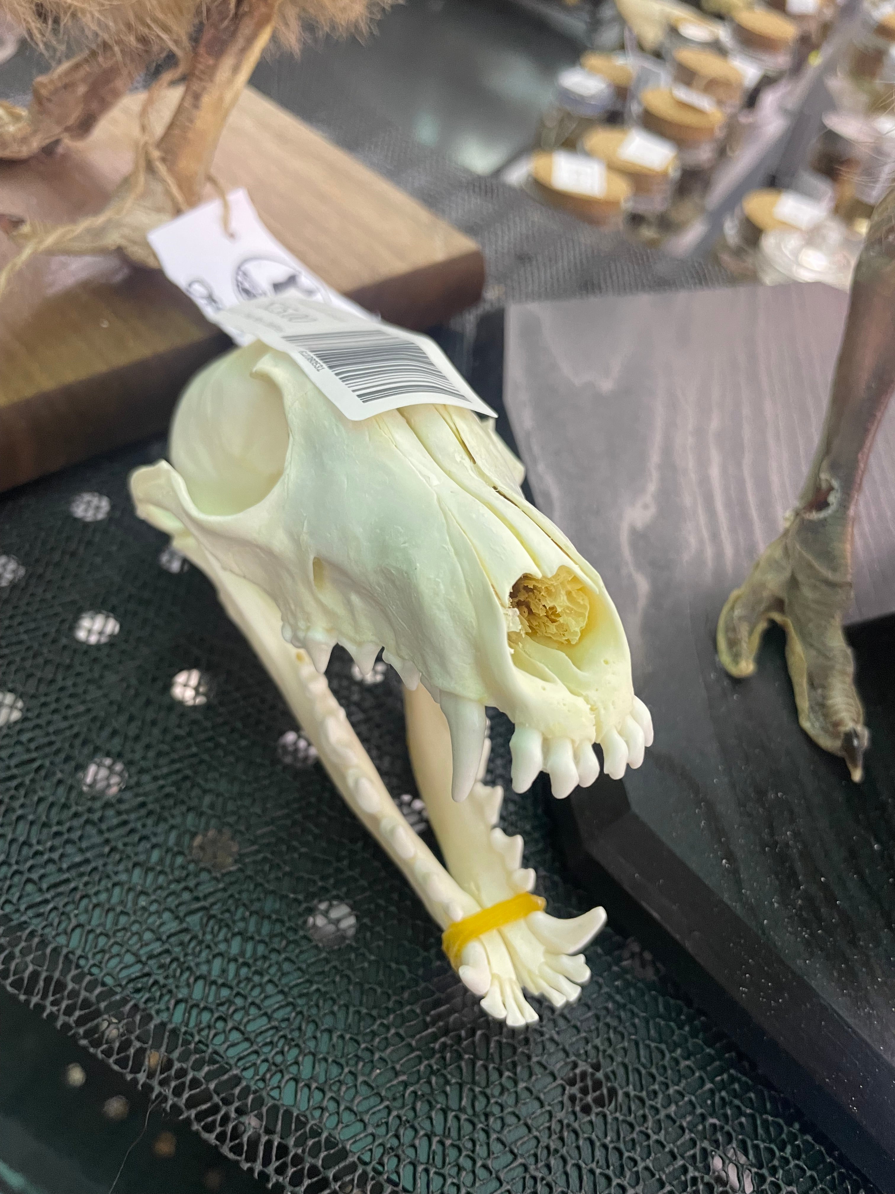 Fox skulls