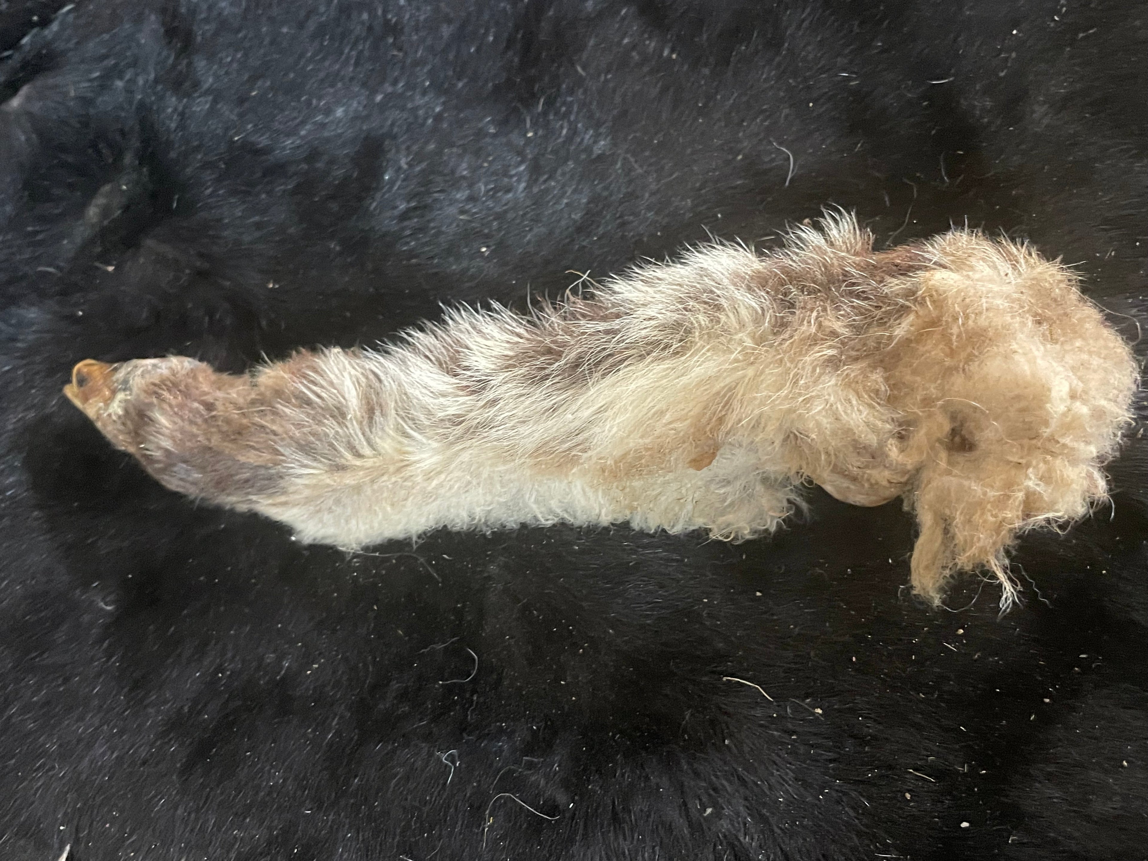 Mummified Red/black Lamb Leg