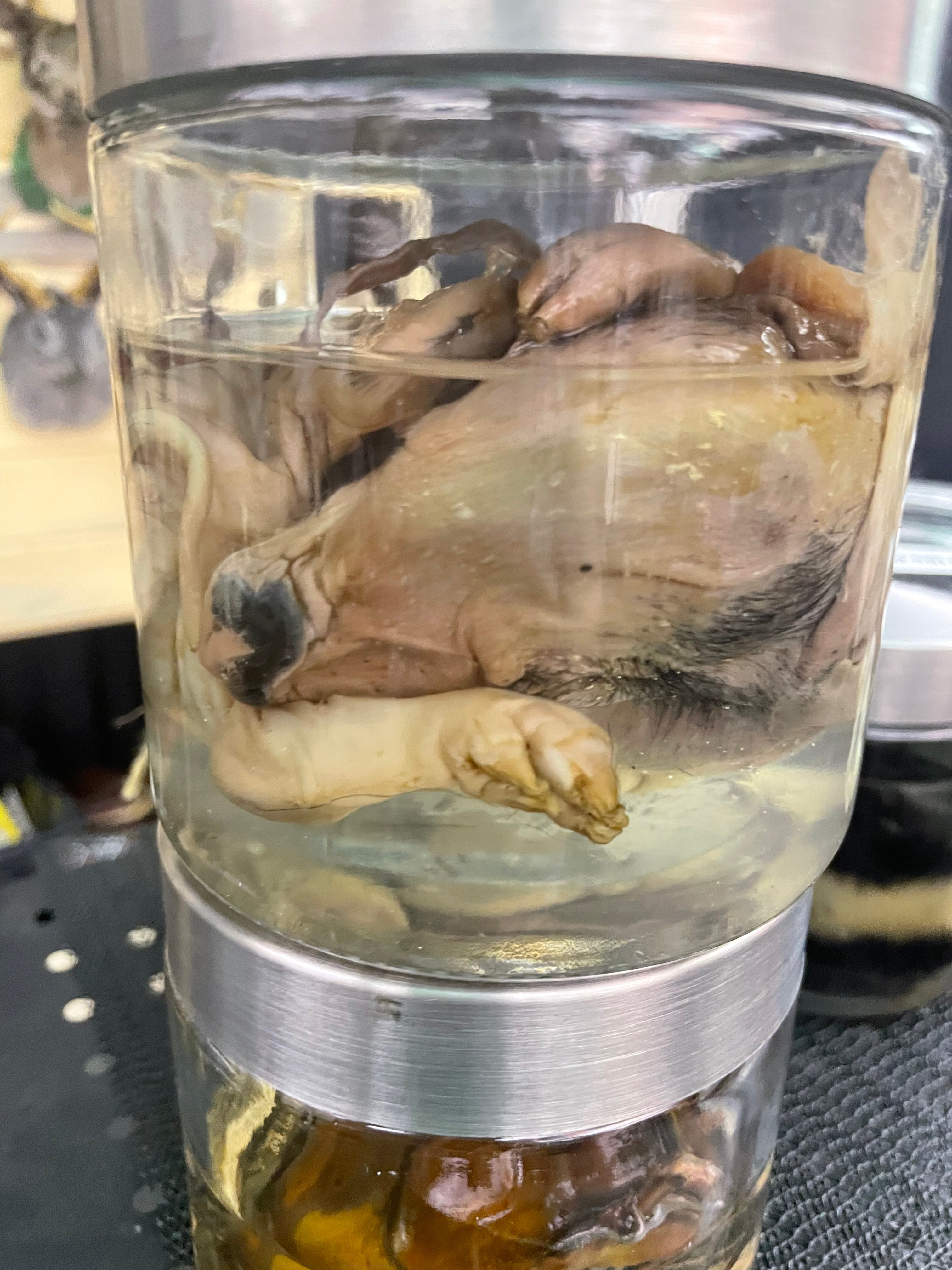 Fetal Pig Wet Specimen