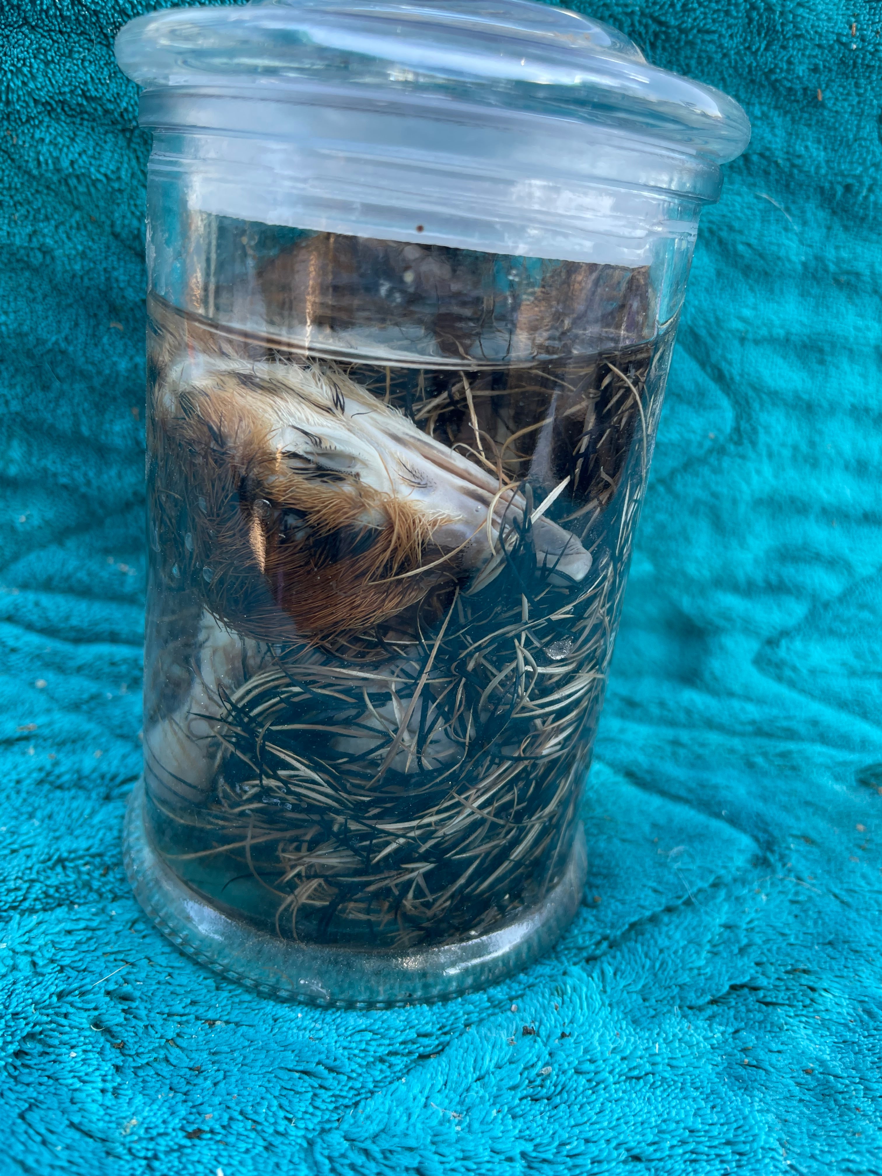 Rare*****Ostrich Wet Specimen