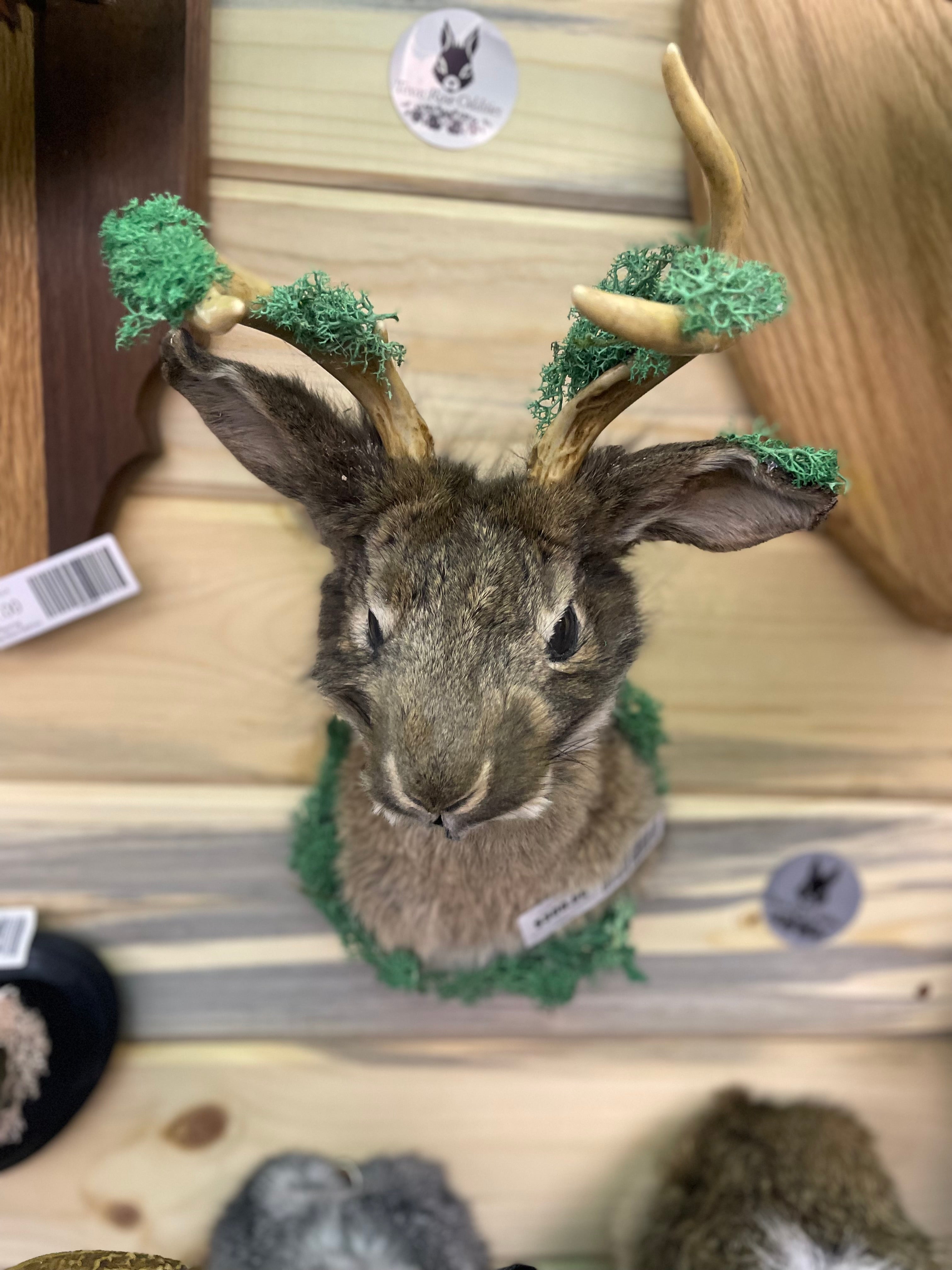 Mossy Jackelope
