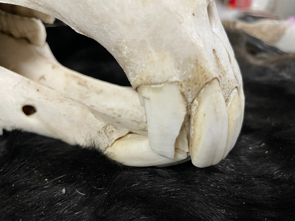 Horse Skull