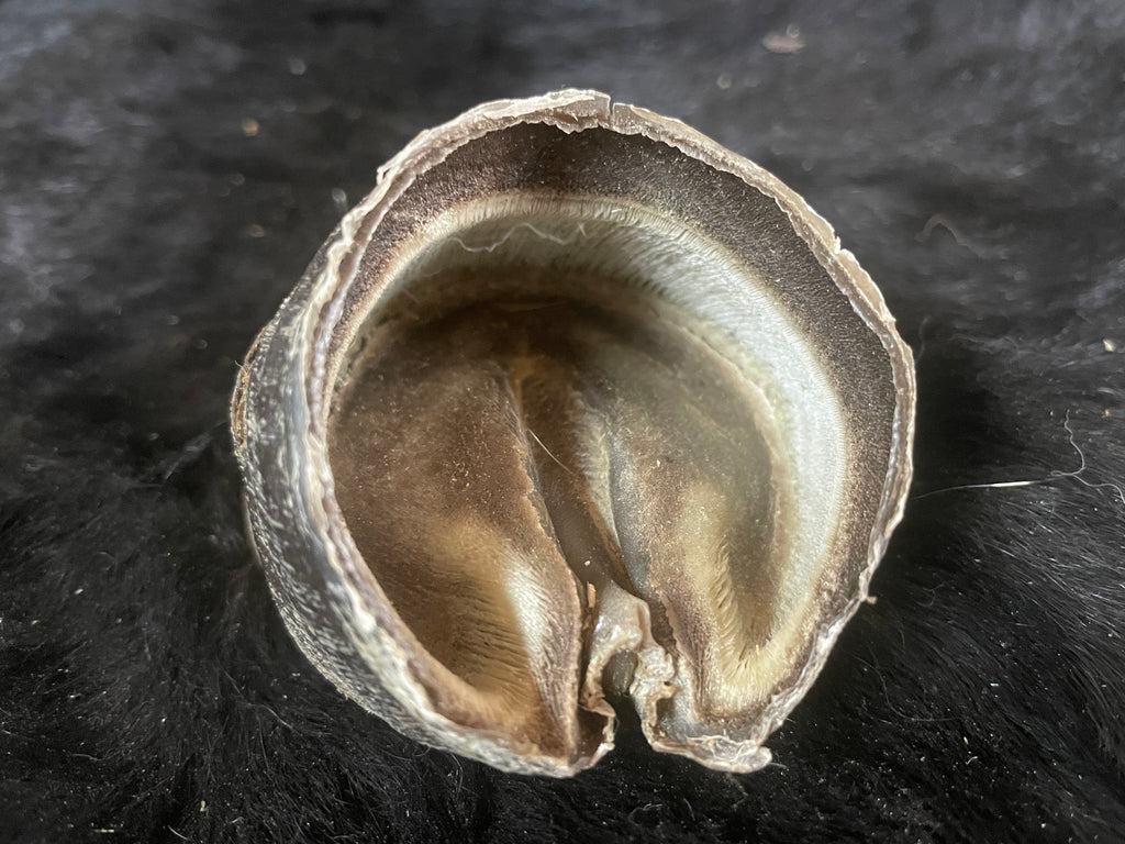 Foal Hoof Capsule